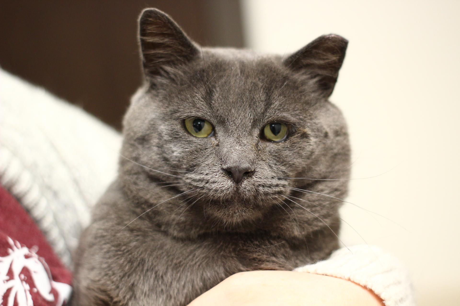 Enlarge Goose, a Adoptable Domestic Short Hair in Toledo, OH image 2/3