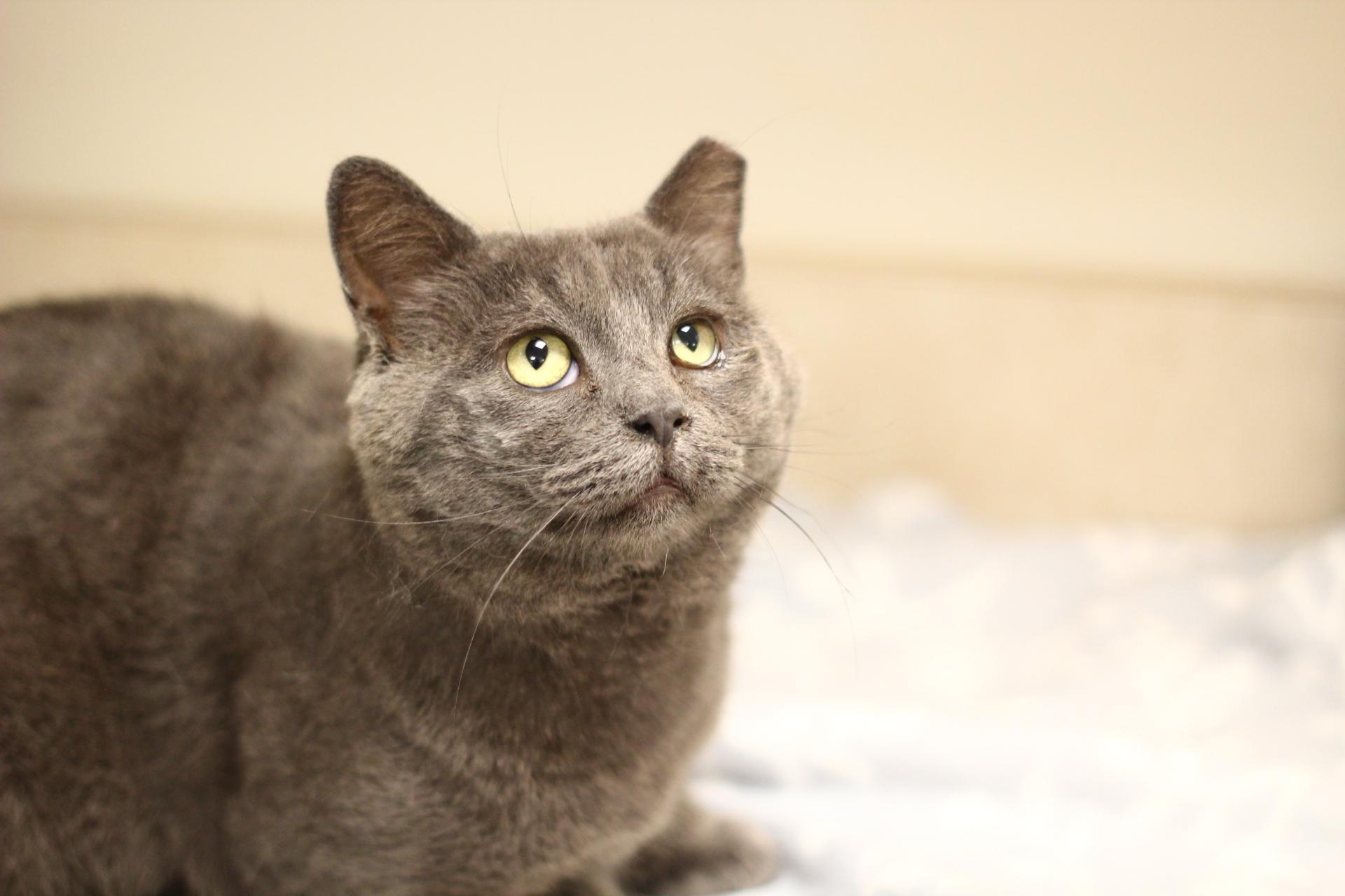 Enlarge Goose, a Adoptable Domestic Short Hair in Toledo, OH image 3/3