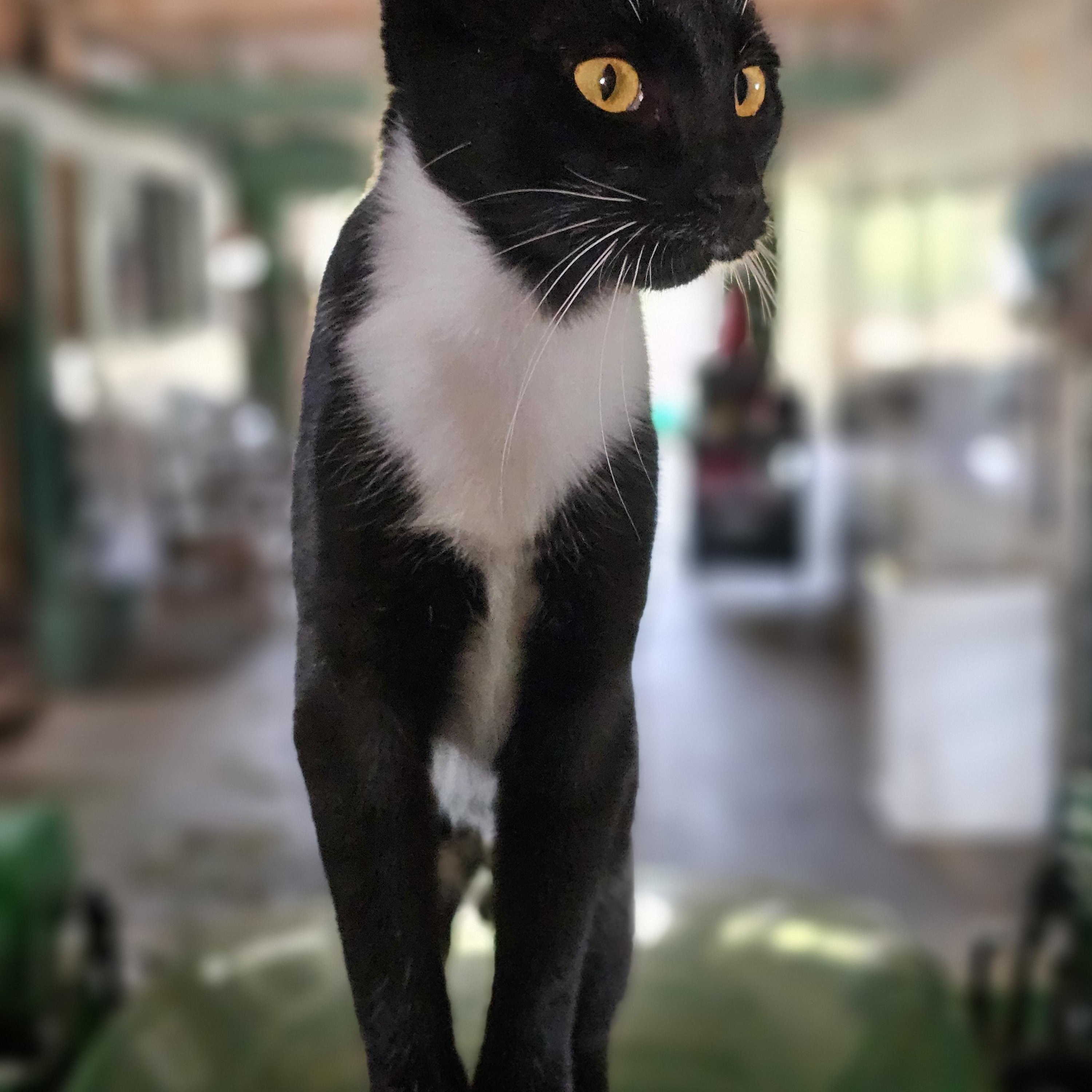 Enlarge Salem, a Adoptable Domestic Short Hair in Richland, MI image 1/1