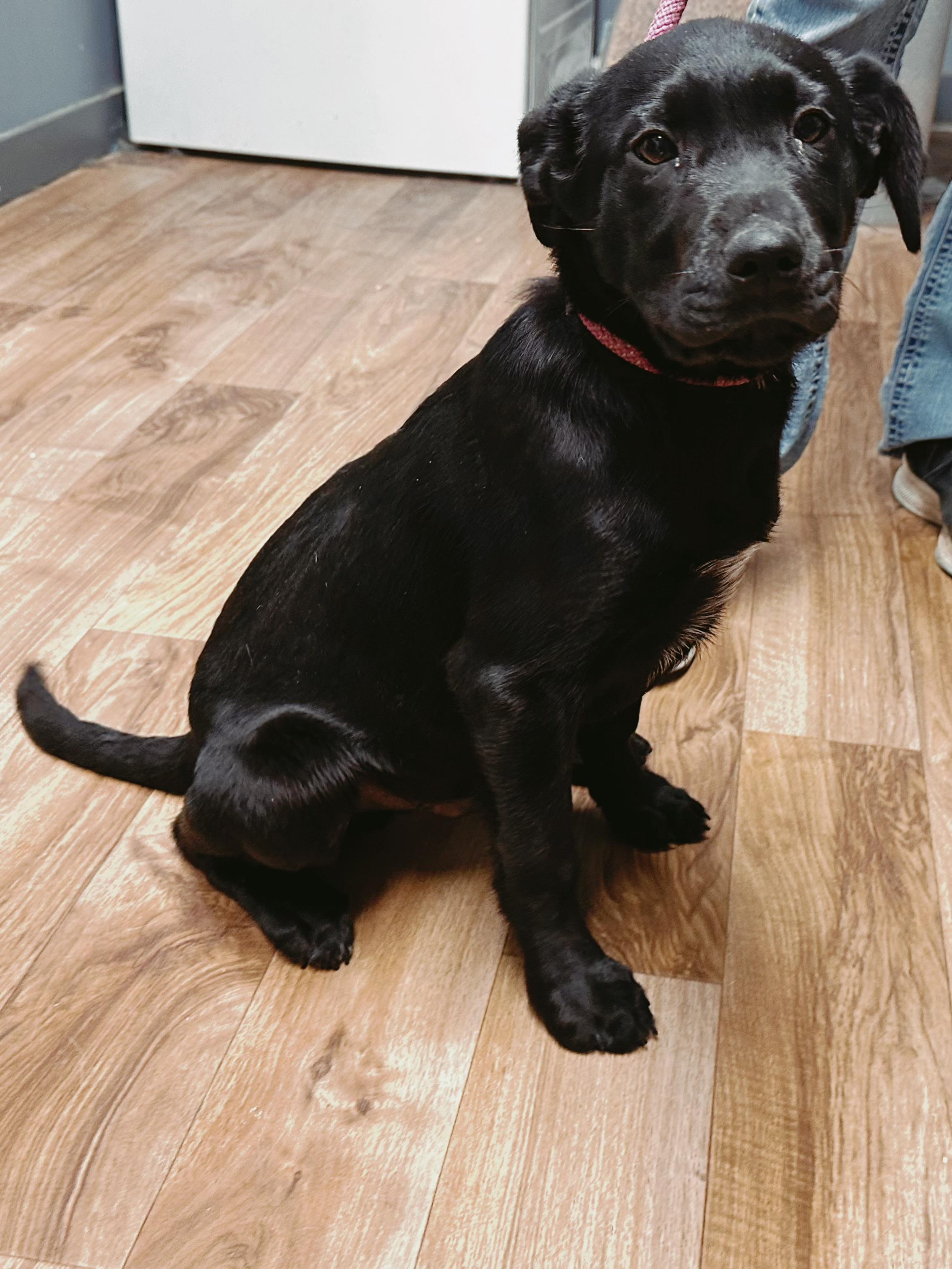 Chase , an adopted mixed breed in Varnville, SC image 2/2