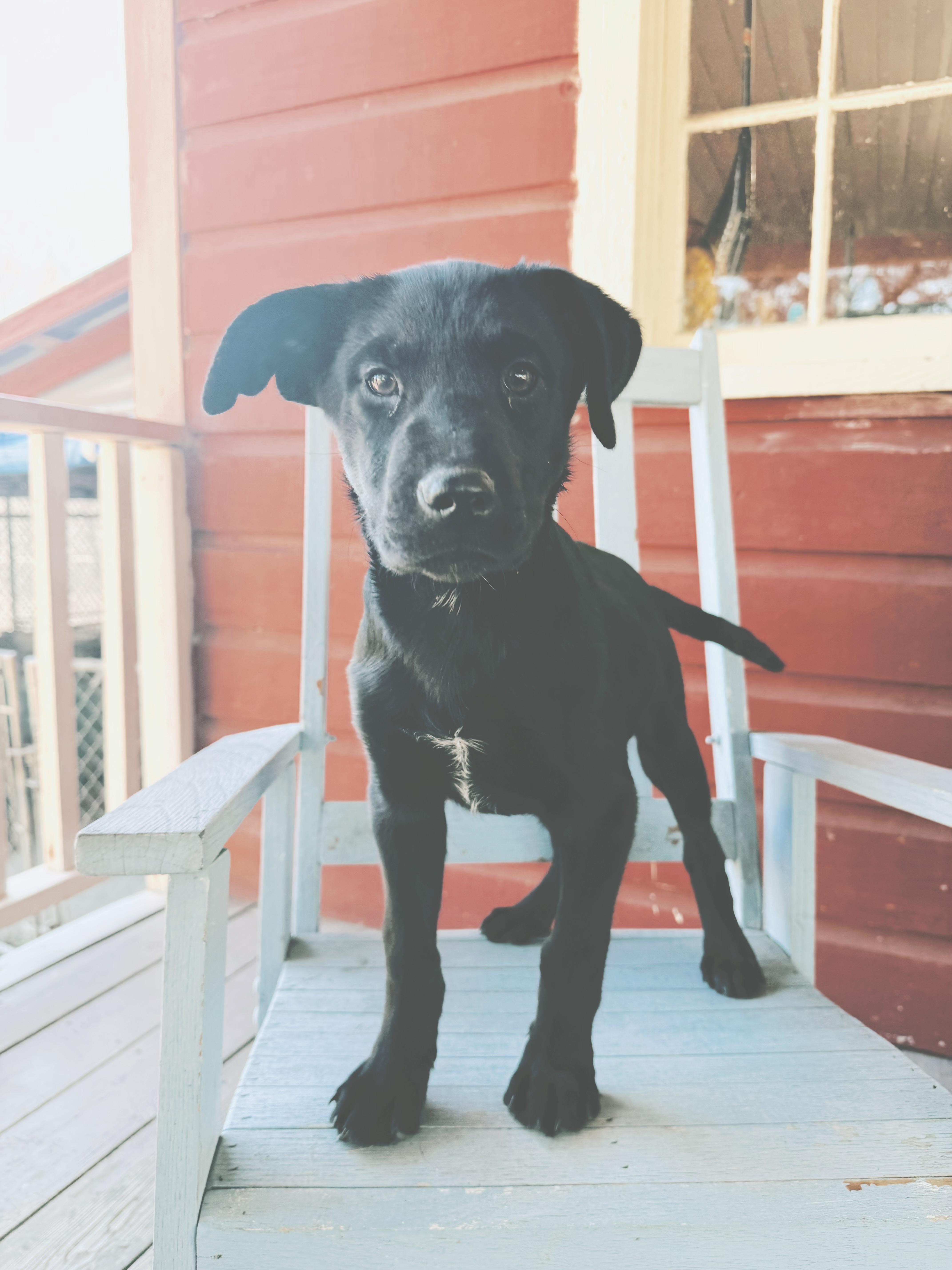 Chase , adopted, Puppy Male Black Labrador Retriever & German Shorthaired Pointer.