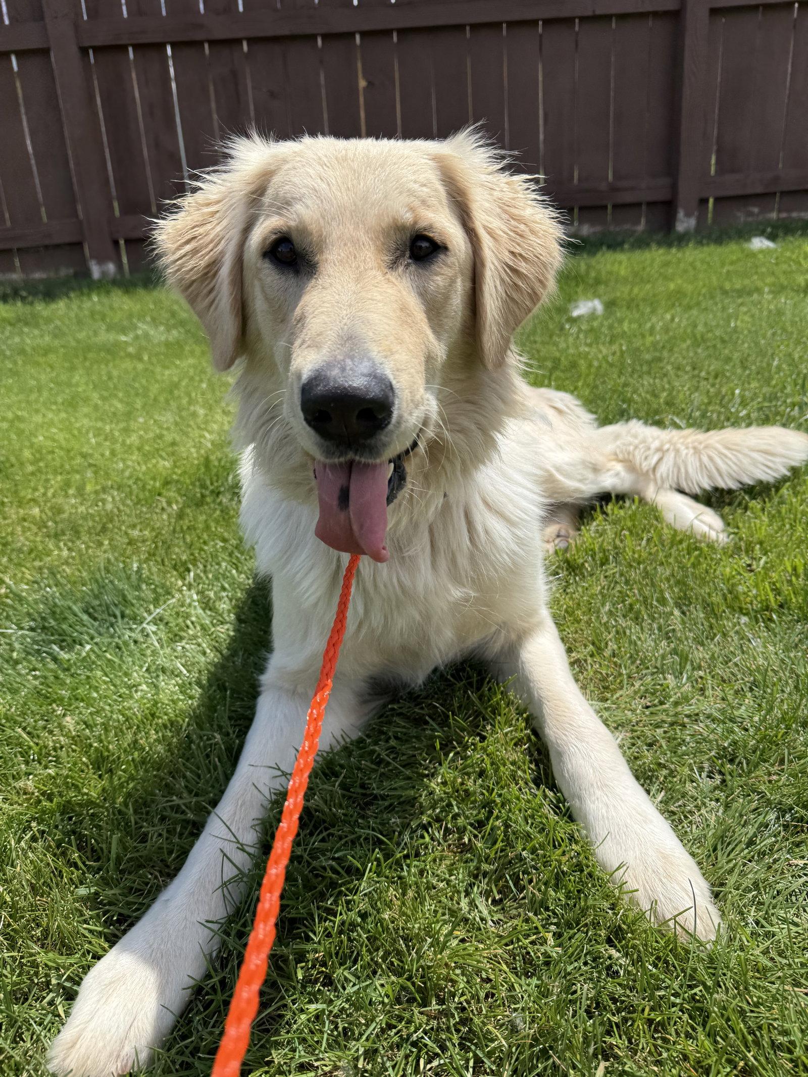 Maxine CA - PENDING, a Adopted Golden Retriever in Hillside, IL image 1/3