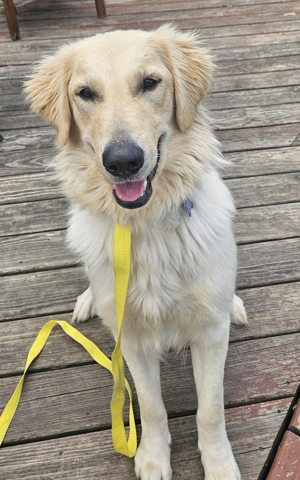 Maxine CA - PENDING, a Adopted Golden Retriever in Hillside, IL image 2/3