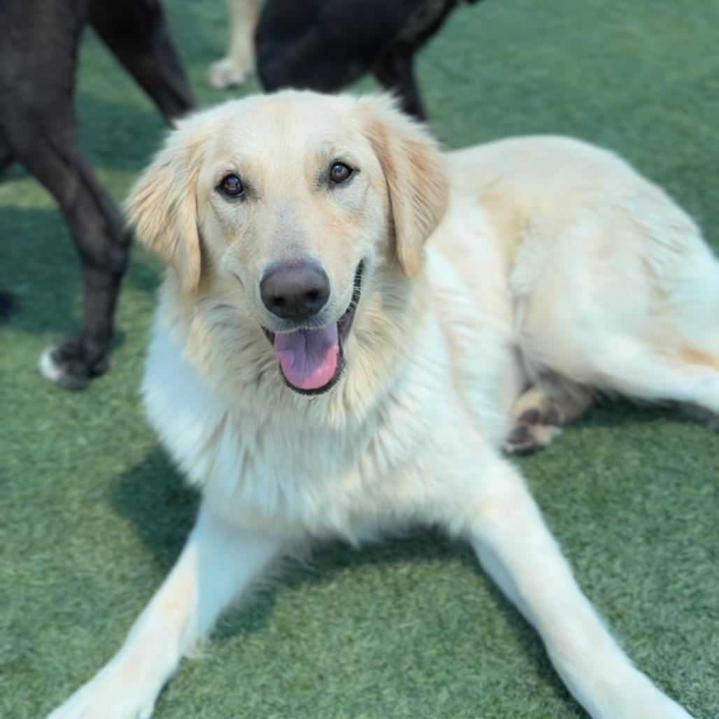 Maxine CA - PENDING, a Adopted Golden Retriever in Hillside, IL image 3/3