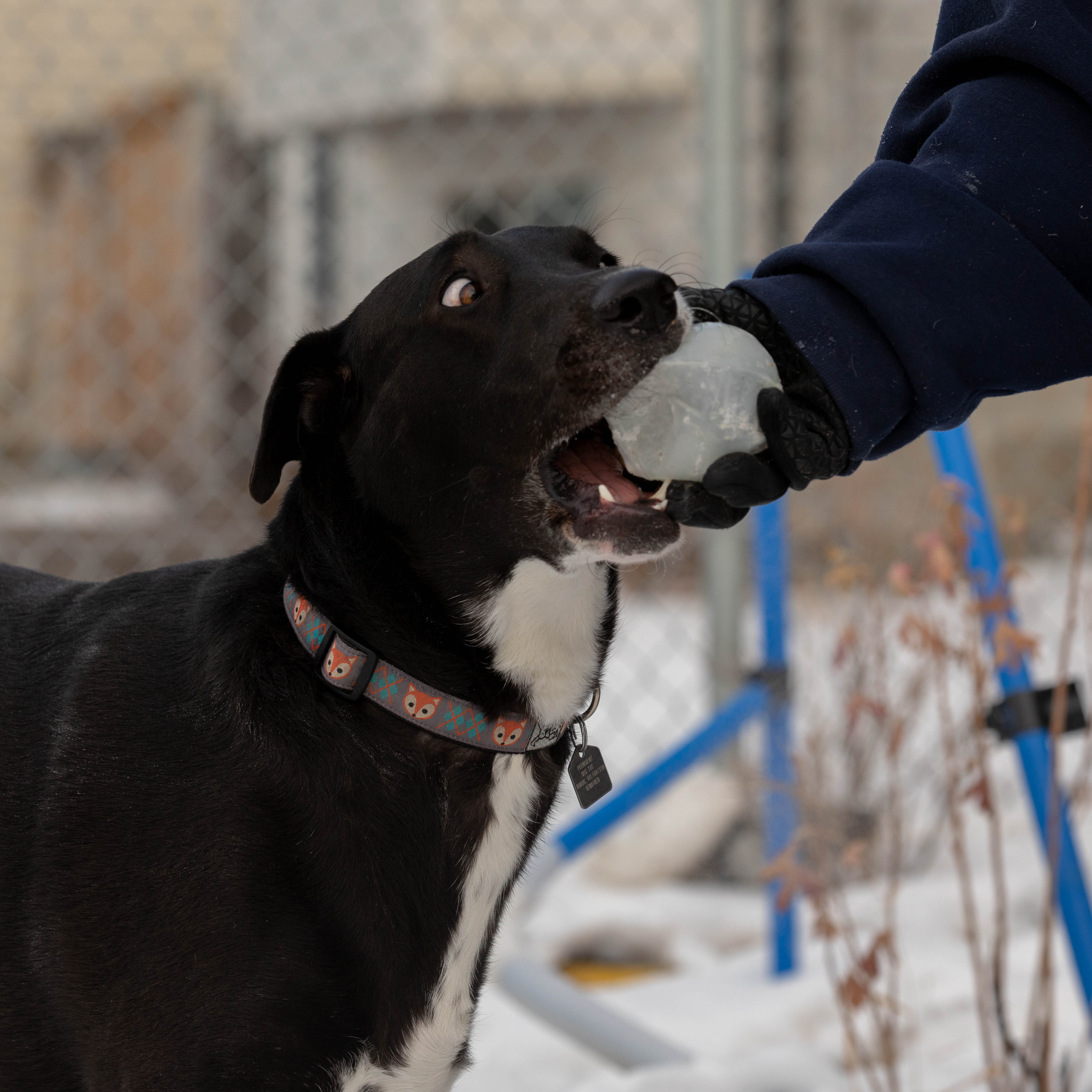 Zena, a Adoptable mixed breed in Calgary, AB image 1/6