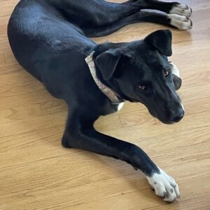 Zena, Adoptable, Young Female Border Collie.