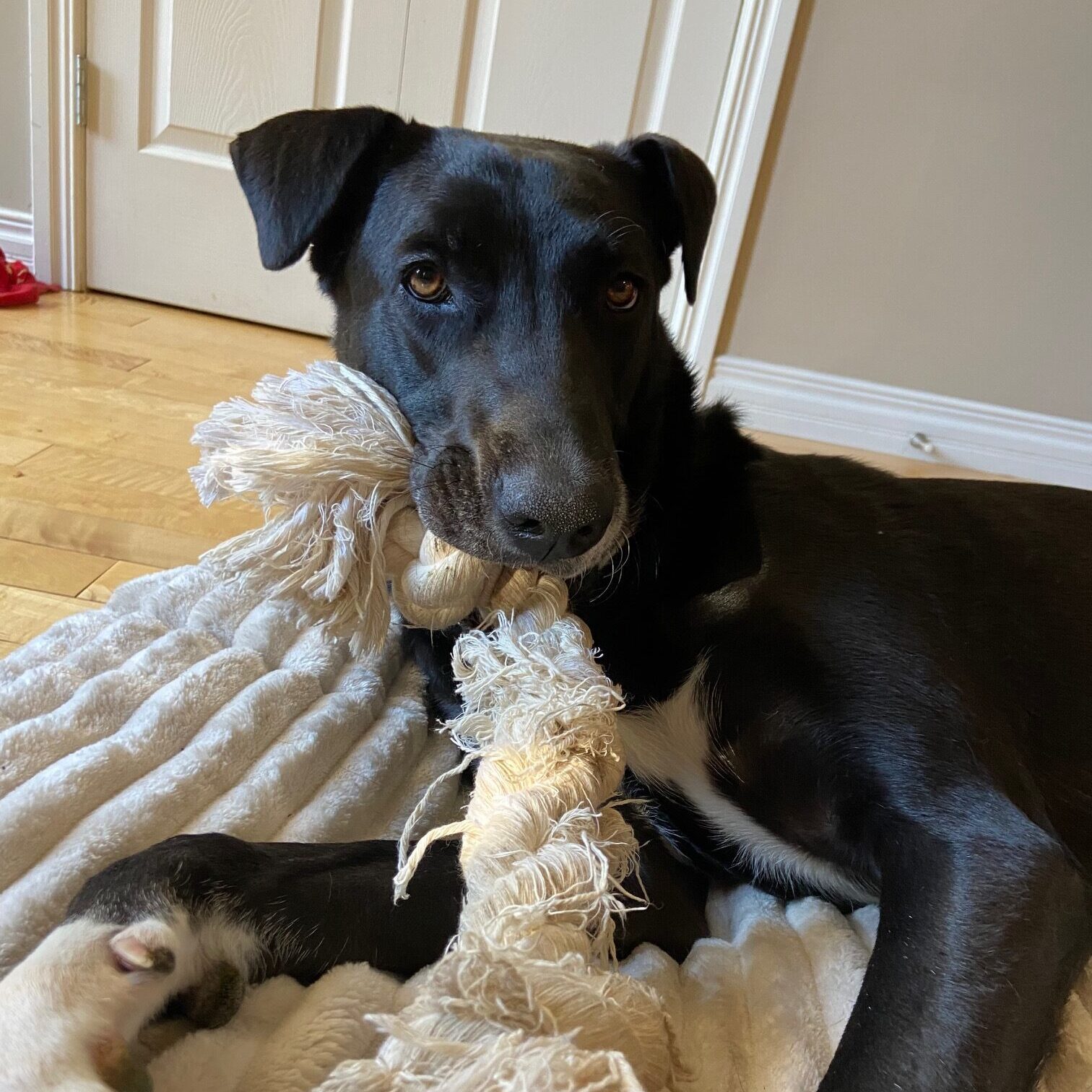 Zena, a Adoptable mixed breed in Calgary, AB image 3/6