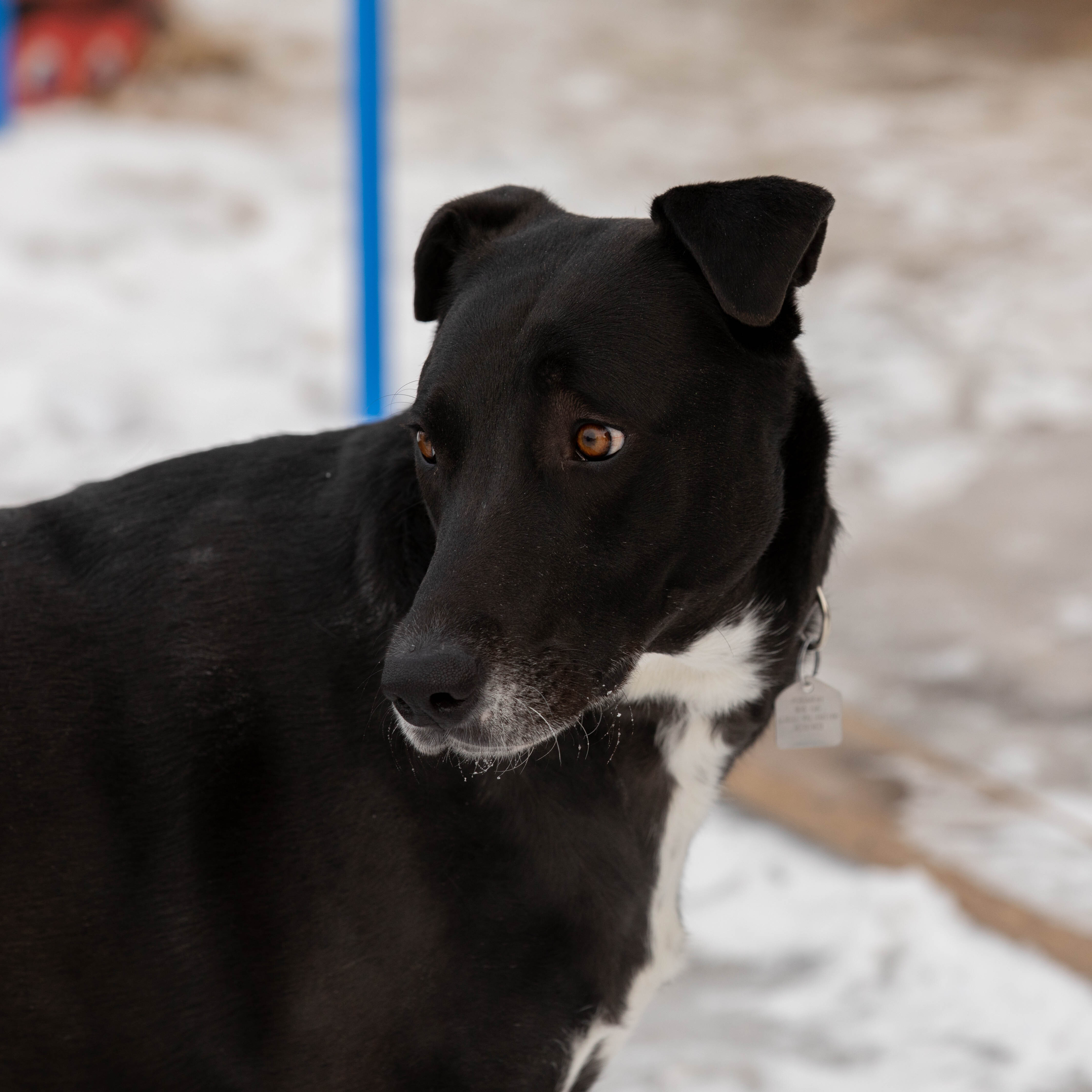 Zena, a Adoptable mixed breed in Calgary, AB image 4/6