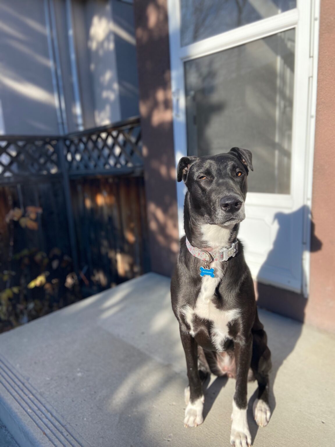 Zena, a Adoptable mixed breed in Calgary, AB image 5/6