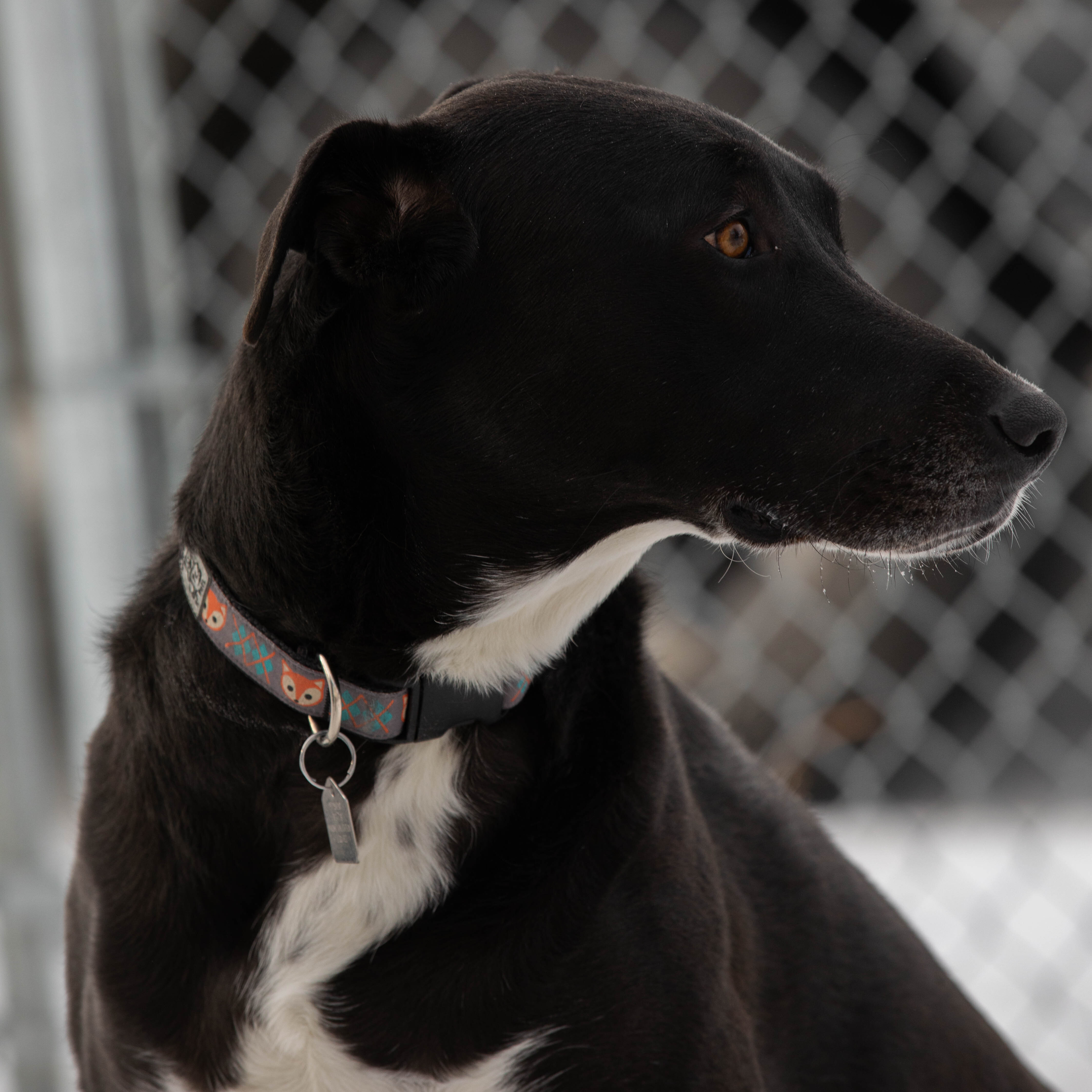 Zena, a Adoptable mixed breed in Calgary, AB image 6/6
