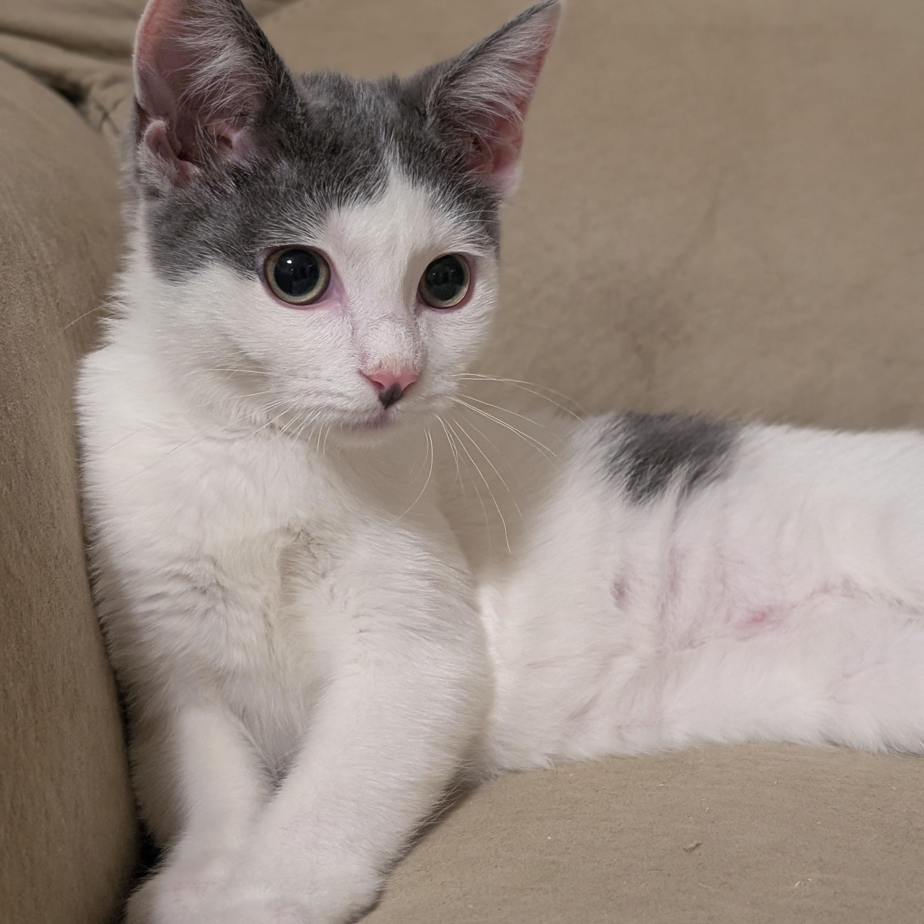 Enlarge Rue, an adopted American Shorthair in Katy, TX image 1/3