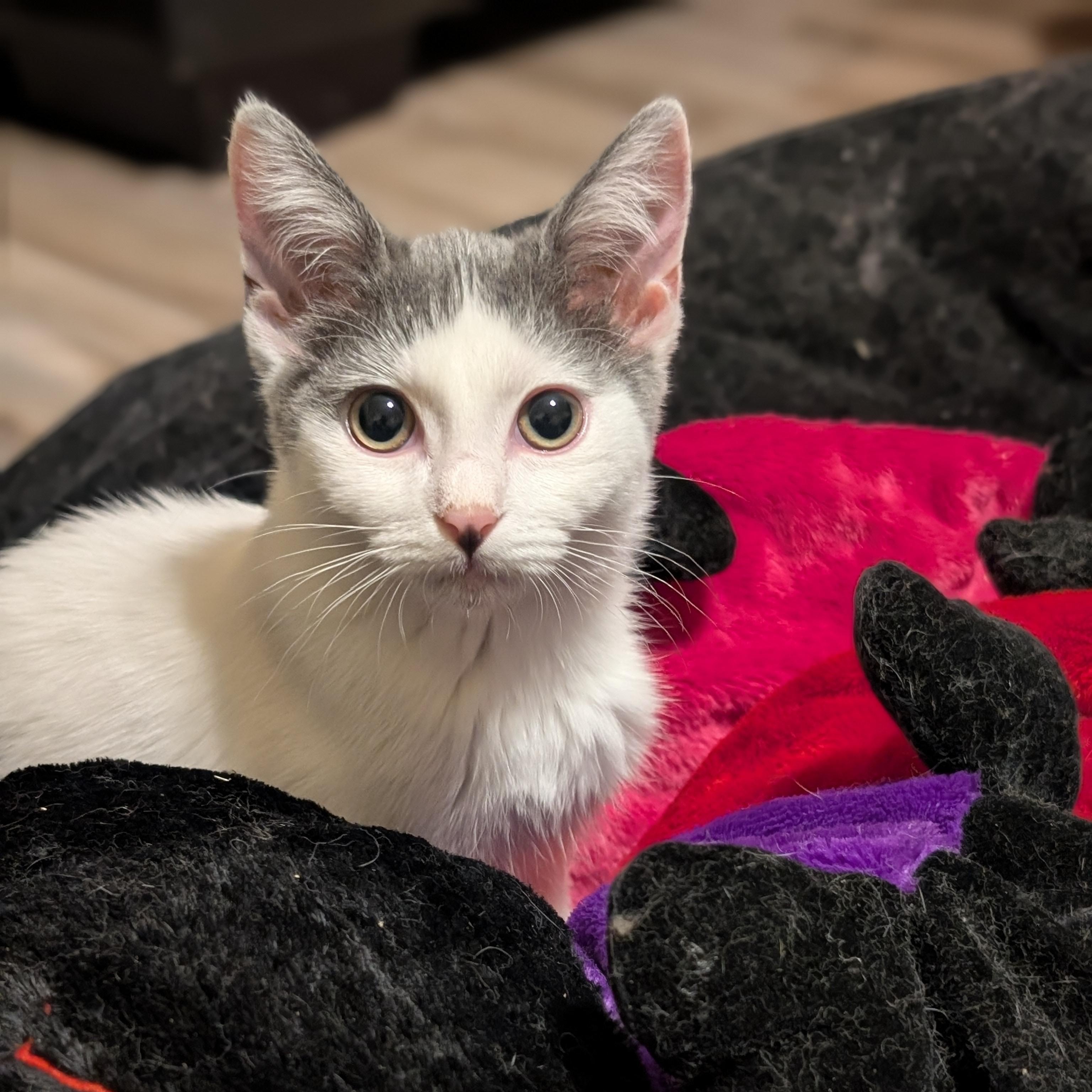 Enlarge Rue, an adopted American Shorthair in Katy, TX image 3/3