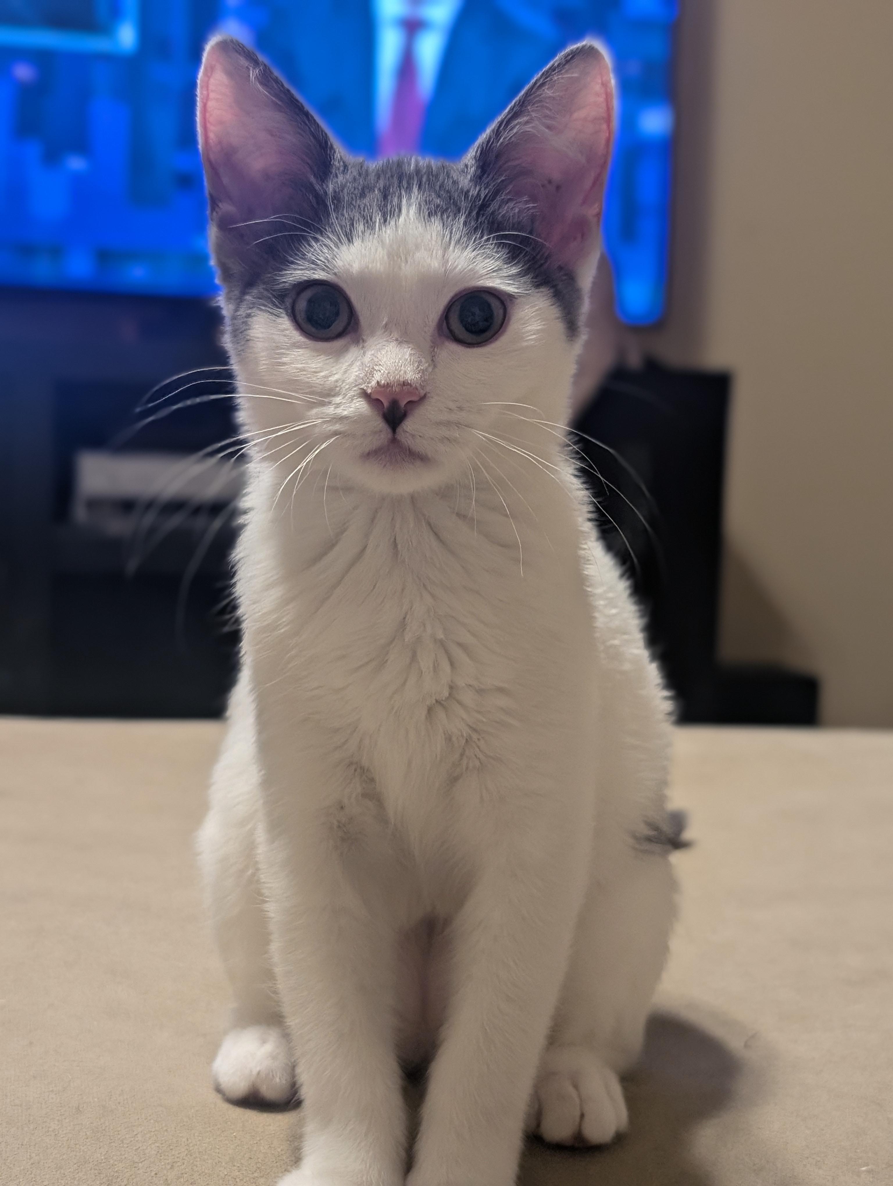 Enlarge Rue, an adopted American Shorthair in Katy, TX image 2/3