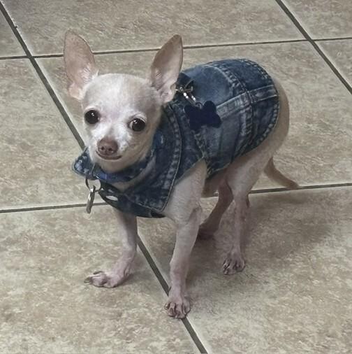 Hunter, Adoptable, Adult Male Chihuahua.