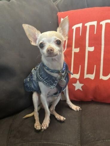 Enlarge Hunter, a Adoptable Chihuahua in Orlando, FL image 2/6
