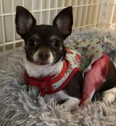 Enlarge Hunter, a Adoptable Chihuahua in Orlando, FL image 4/6