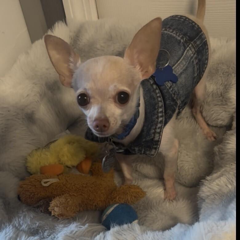Enlarge Hunter, a Adoptable Chihuahua in Orlando, FL image 5/6