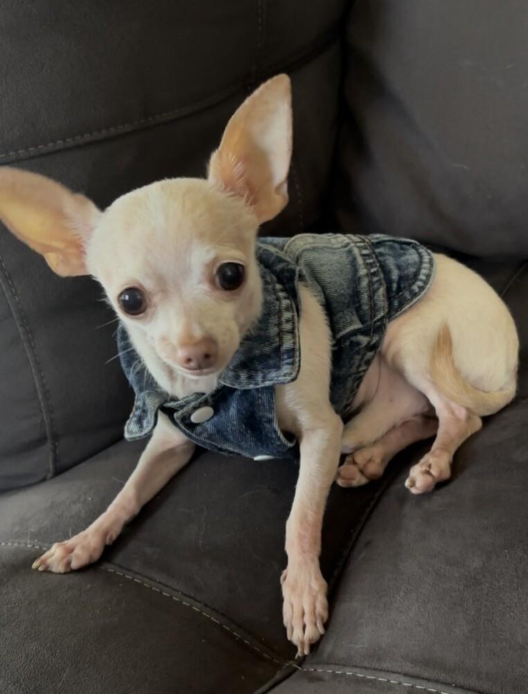 Enlarge Hunter, a Adoptable Chihuahua in Orlando, FL image 6/6