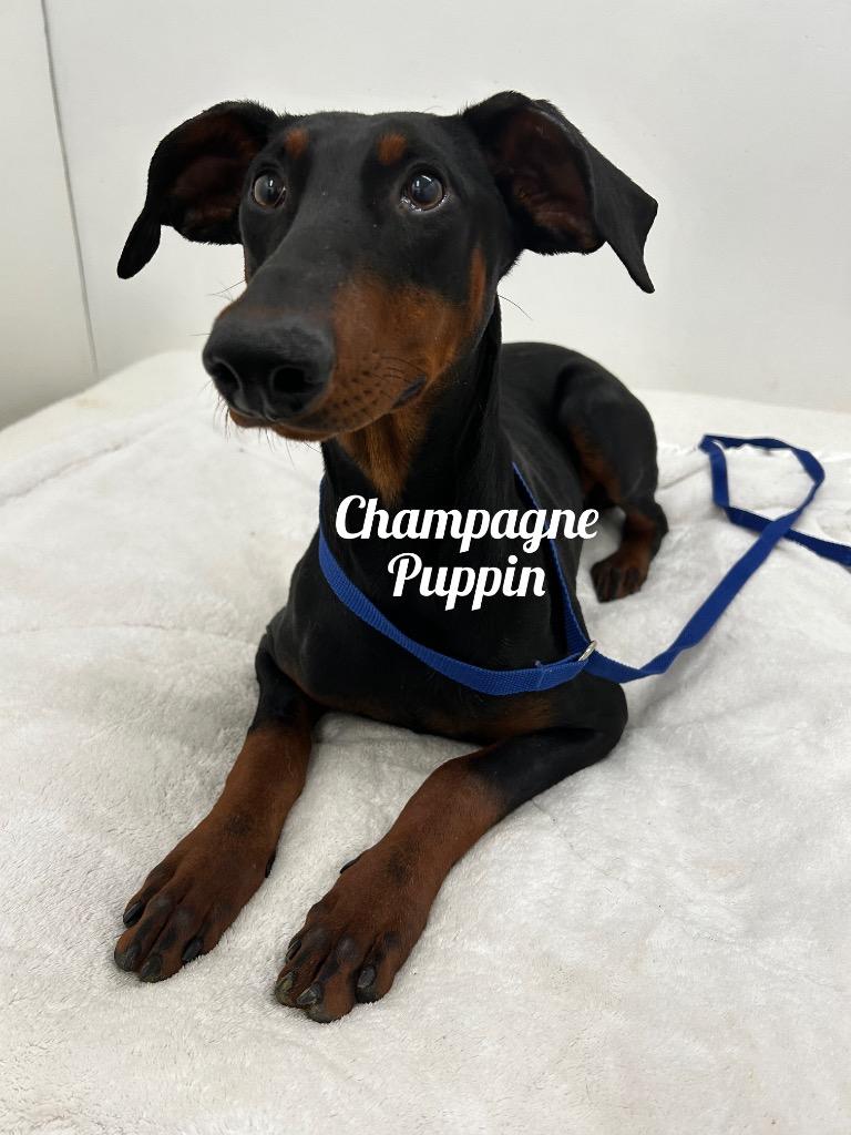 Enlarge Champagne Puppin, a Adoptable Doberman Pinscher in Jacksonville, IL image 1/1