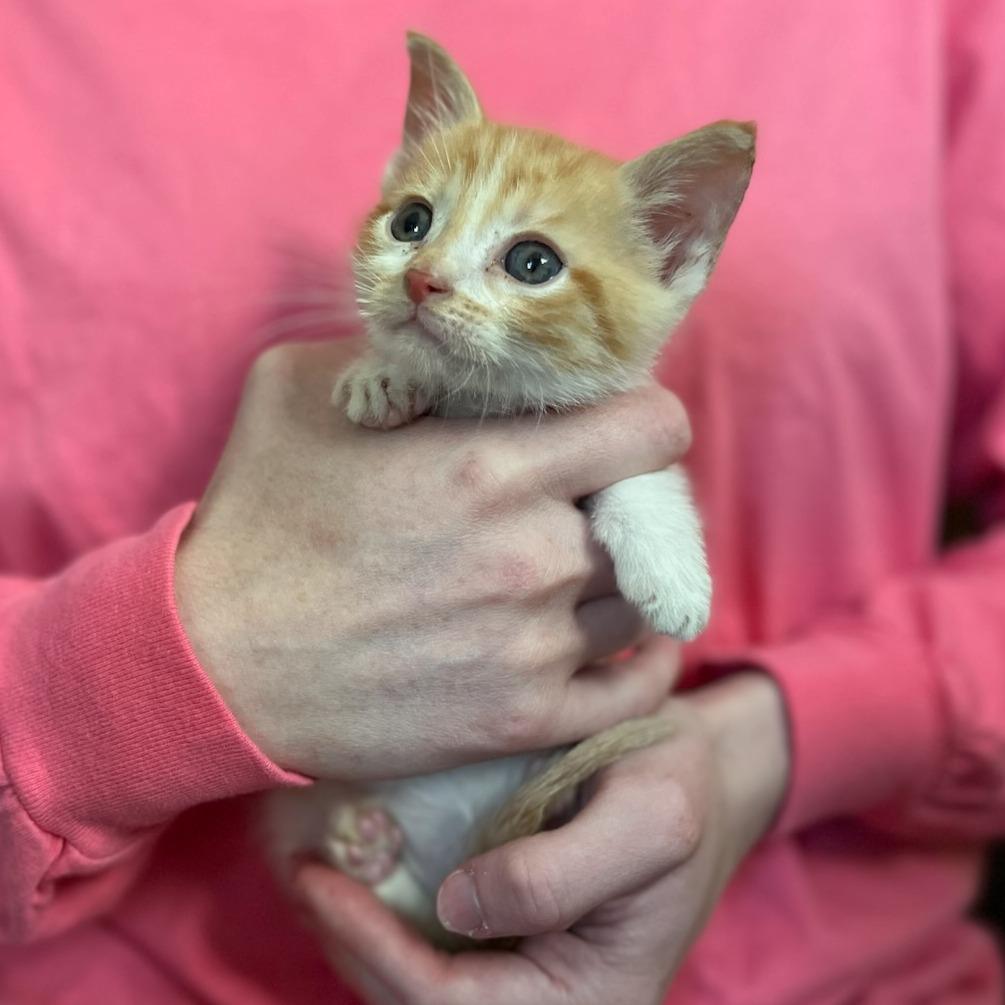 Enlarge Bob, a Adoptable Domestic Short Hair in Richmond, KY image 2/2