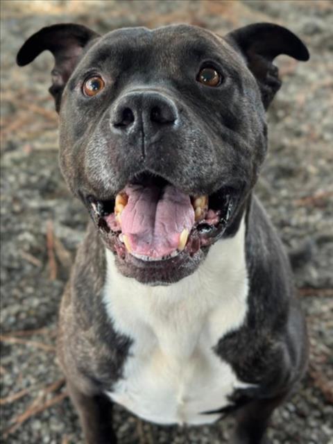 *FIDEO, Adoptable, Adult Male Pit Bull Terrier.