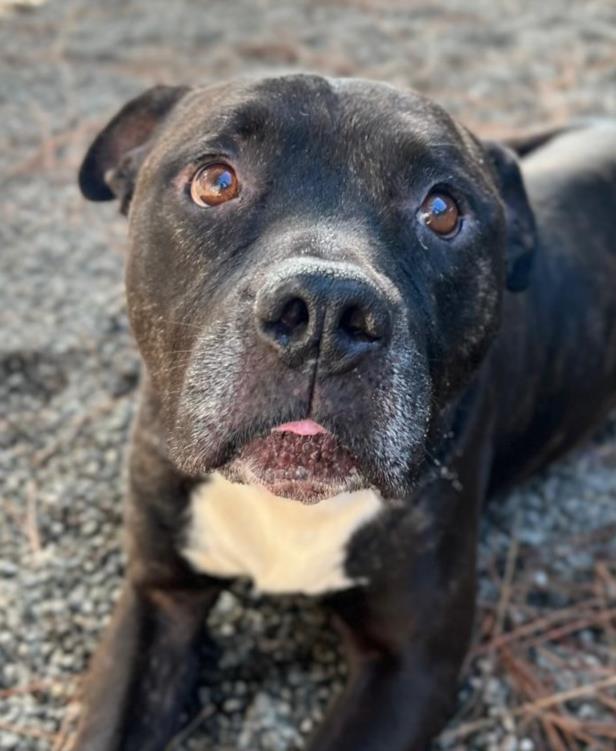 *FIDEO, Adoptable, Senior Male Pit Bull Terrier.