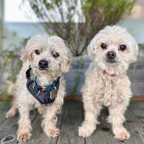 Jane, a Adoptable Poodle in Pacific Grove, CA image 1/4