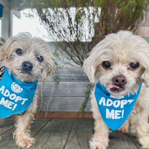 Jane, a Adoptable Poodle in Pacific Grove, CA image 3/4
