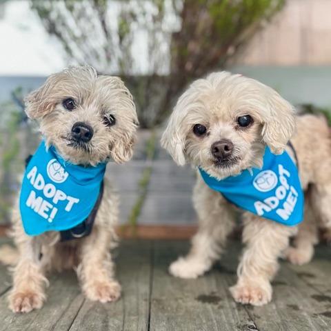 Jane, a Adoptable Poodle in Pacific Grove, CA image 4/4