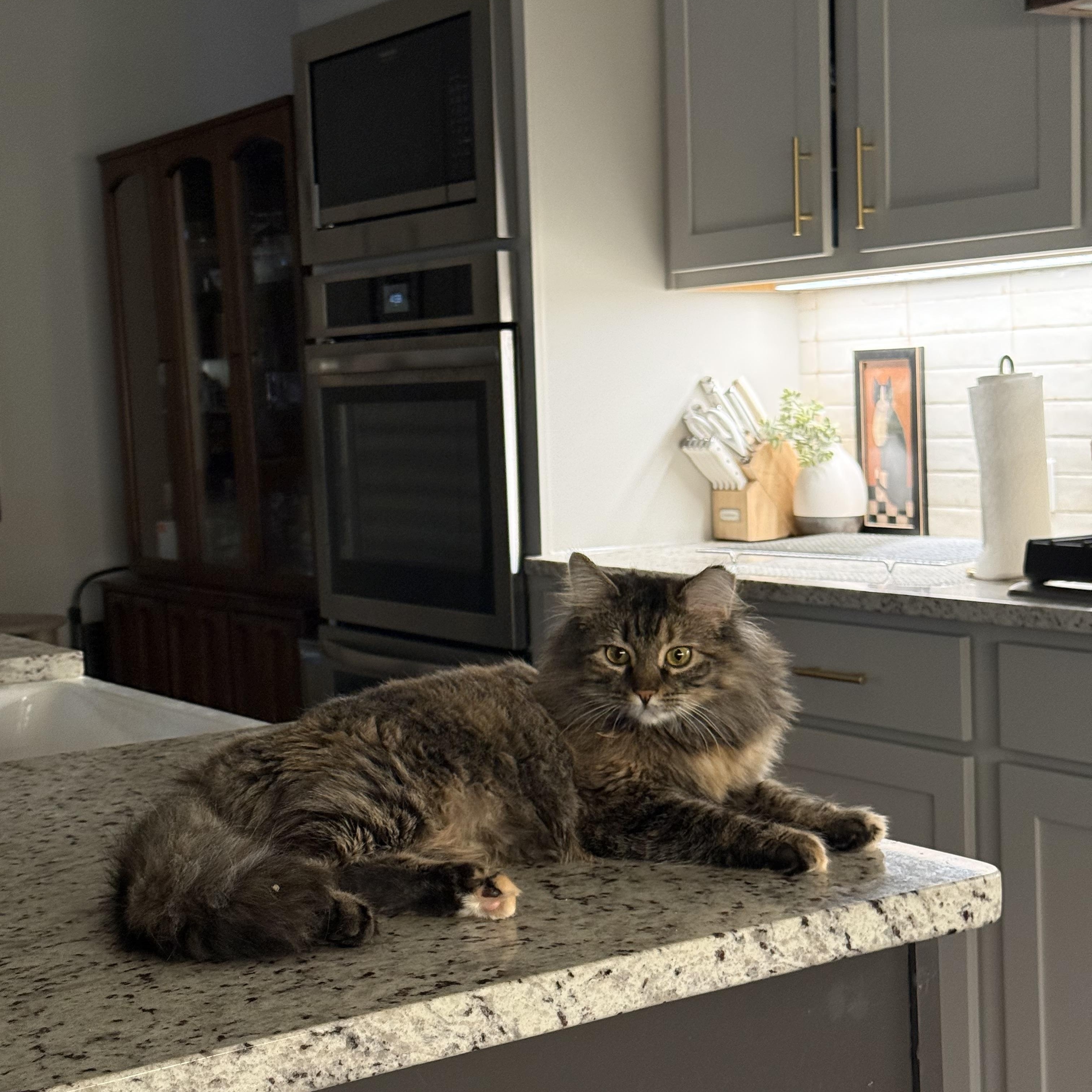 Enlarge Junie, a Adoptable Domestic Long Hair in Avondale Estates, GA image 2/6