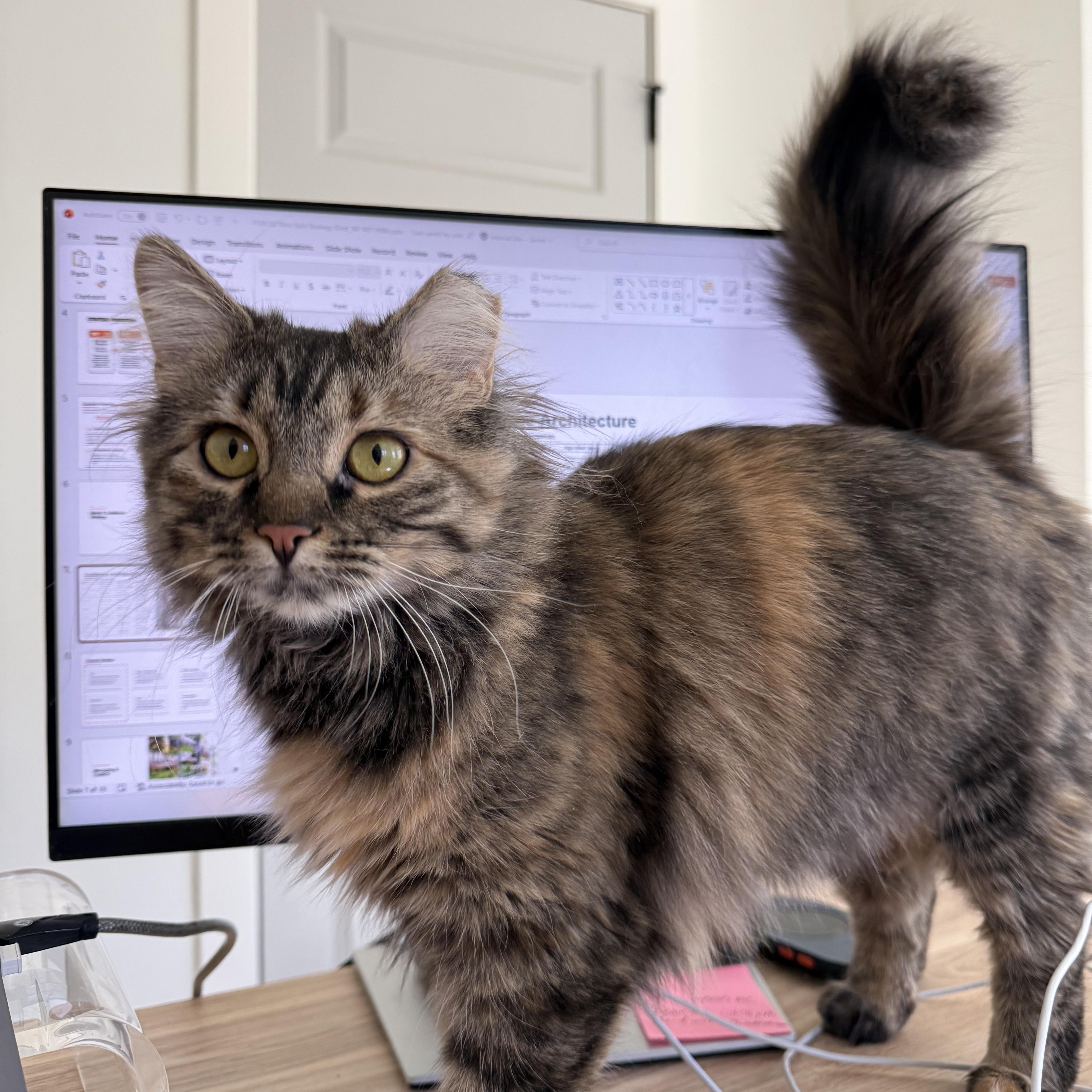 Junie, adoptable, Young Female Domestic Long Hair.