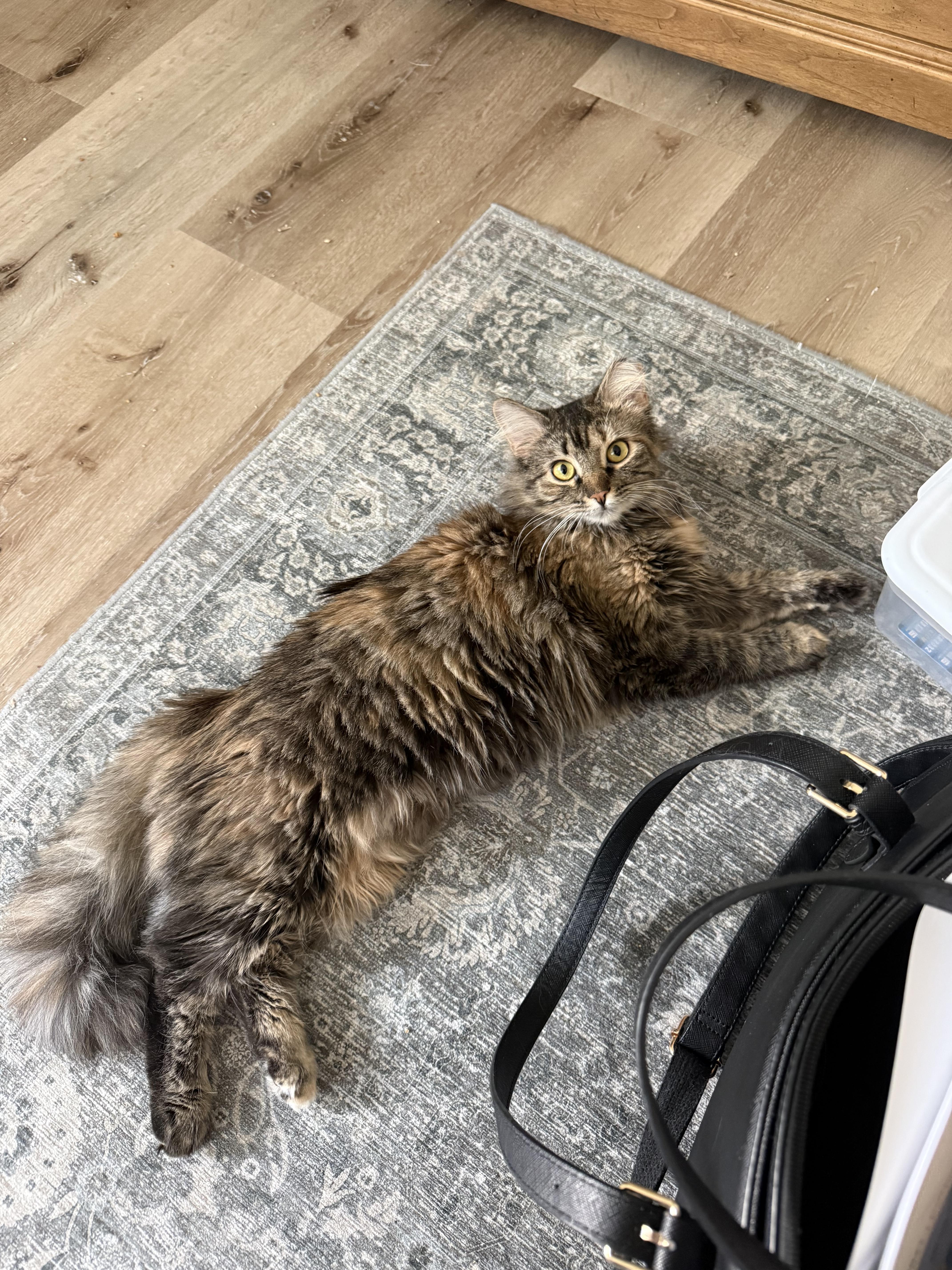 Enlarge Junie, an adoptable Domestic Long Hair in Avondale Estates, GA image 6/6