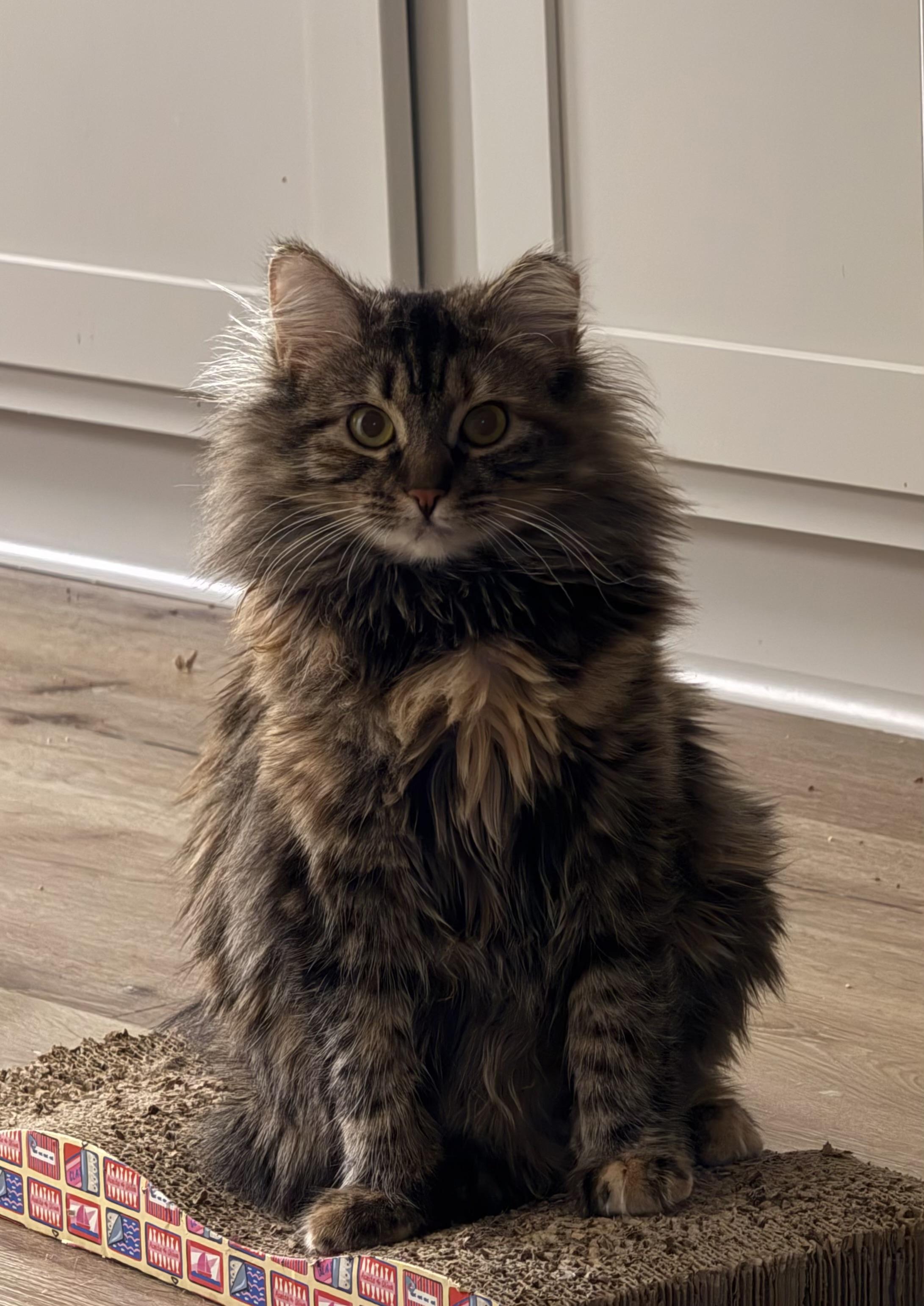 Enlarge Junie, a Adoptable Domestic Long Hair in Avondale Estates, GA image 1/6