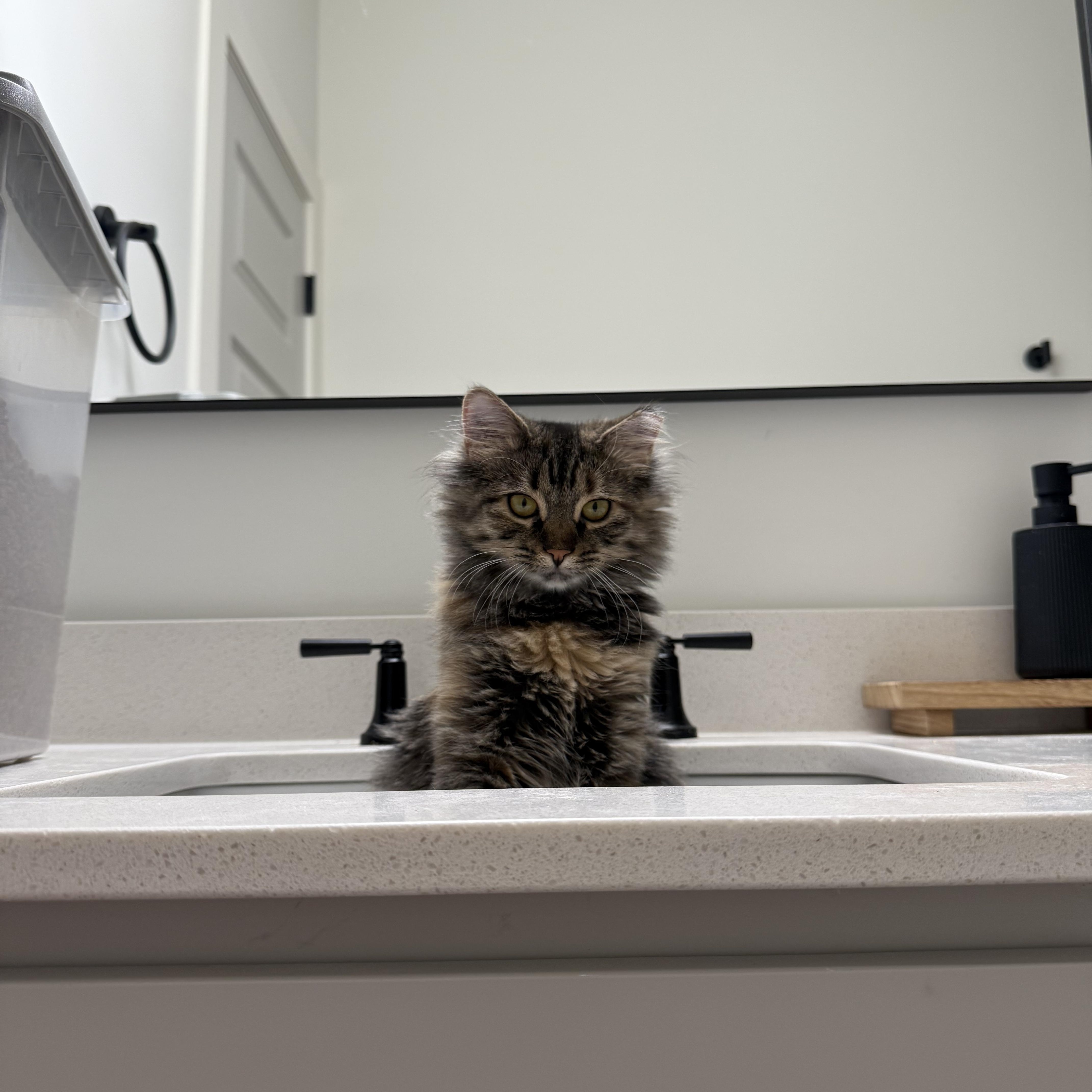 Enlarge Junie, a Adoptable Domestic Long Hair in Avondale Estates, GA image 5/6