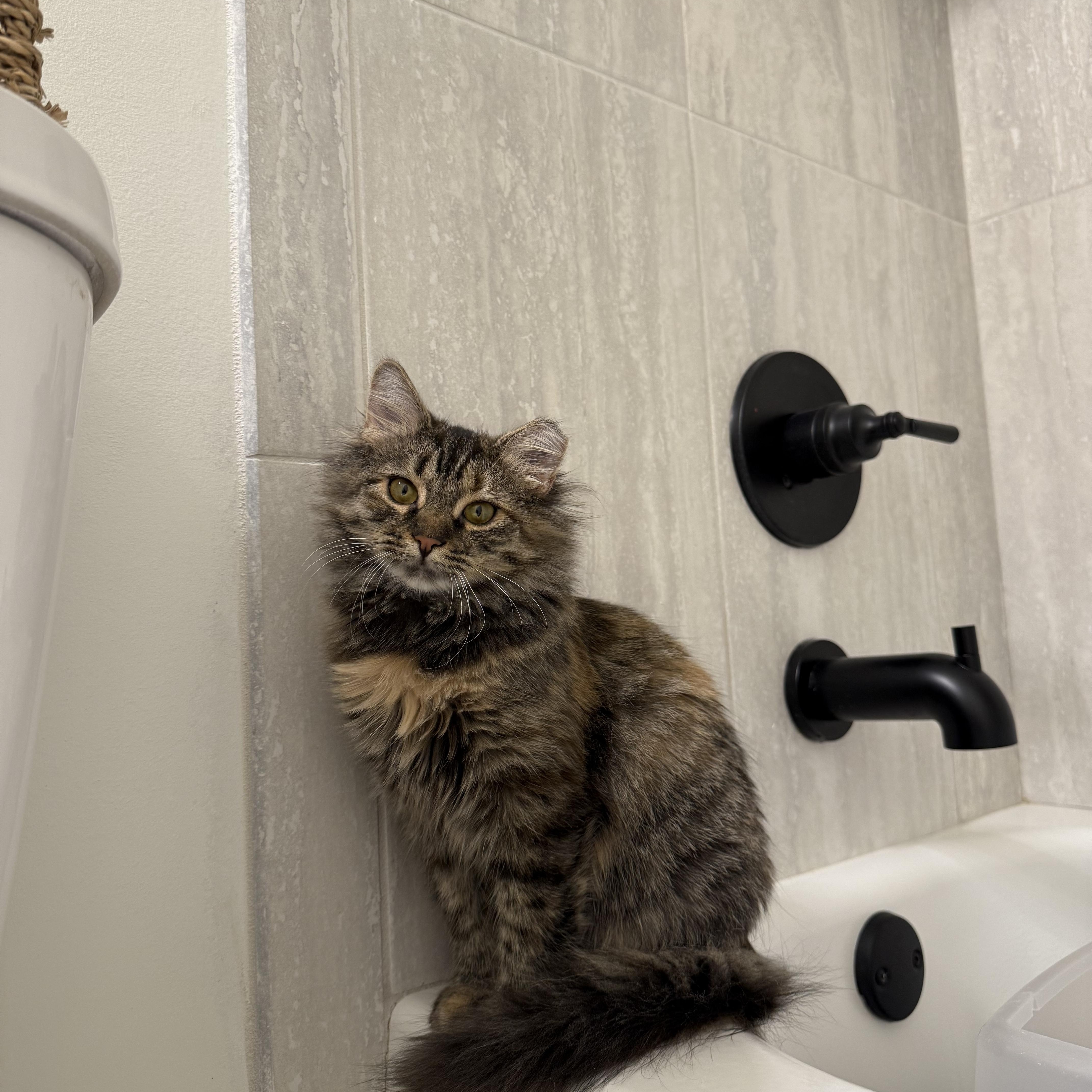 Enlarge Junie, a Adoptable Domestic Long Hair in Avondale Estates, GA image 6/6