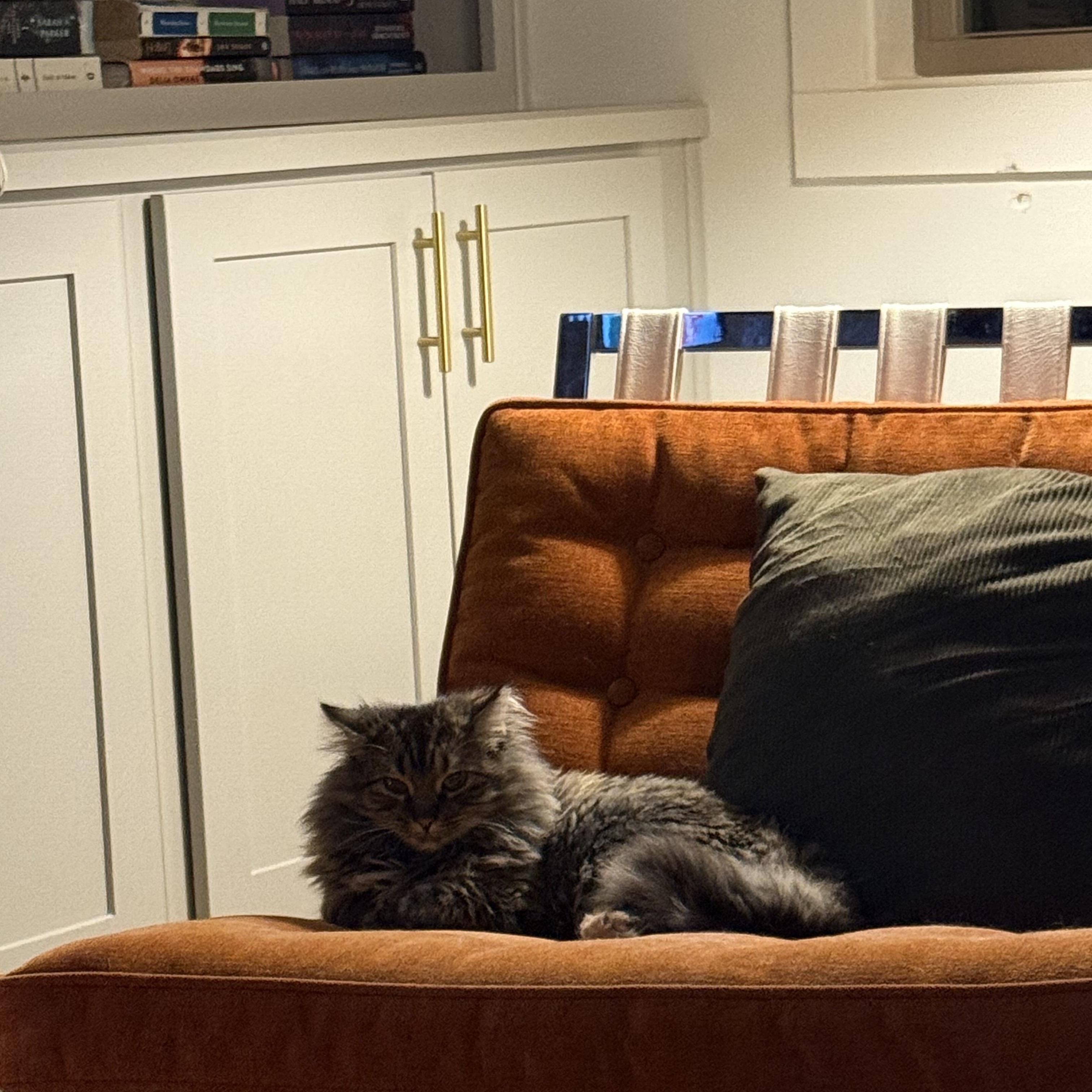 Enlarge Junie, a Adoptable Domestic Long Hair in Avondale Estates, GA image 4/6