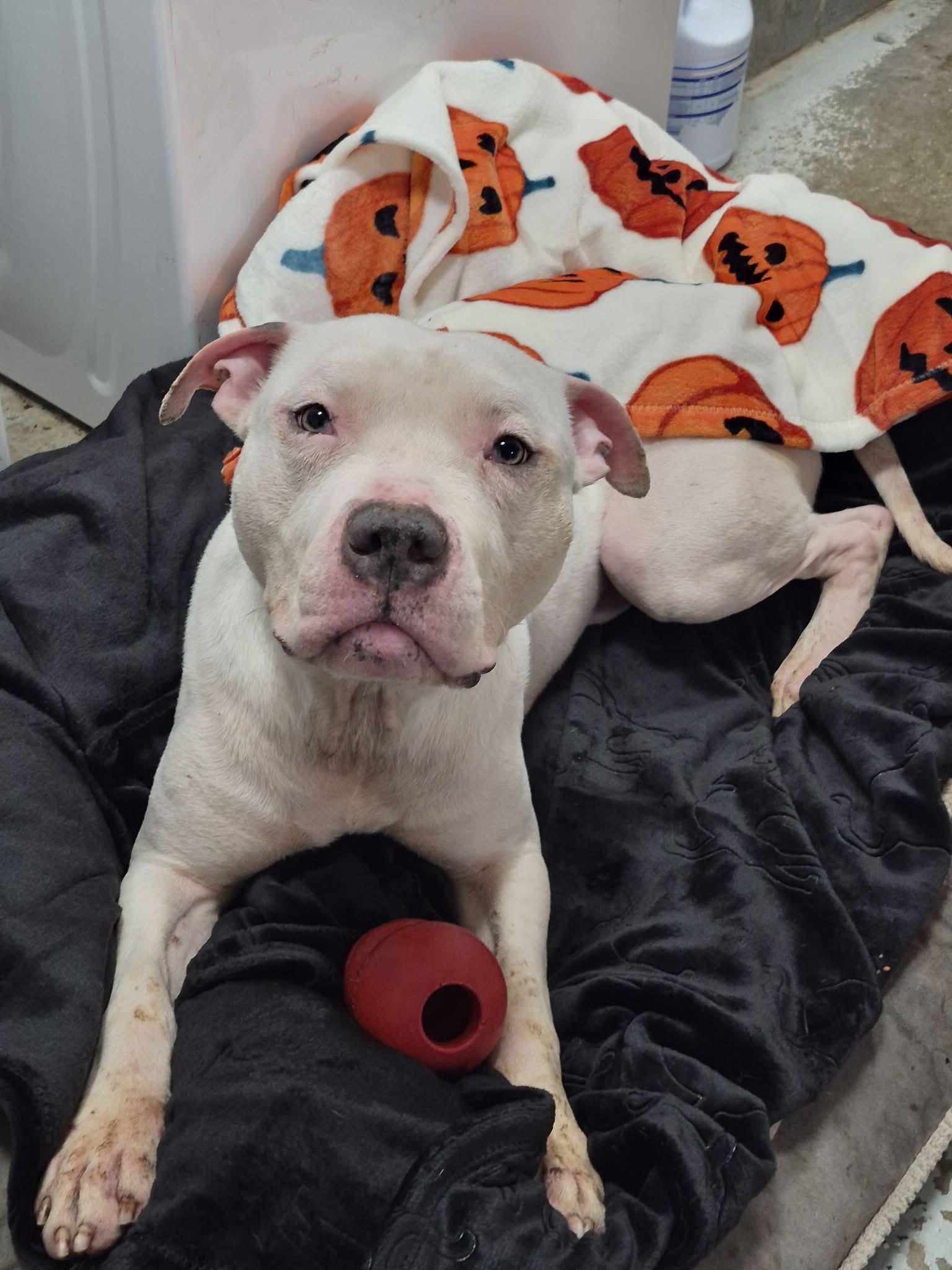 Duke — thumbnail 3