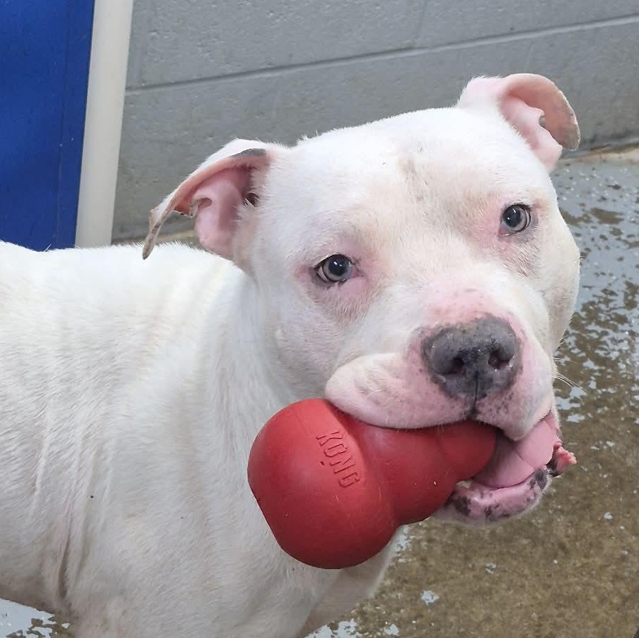 Duke — thumbnail 5