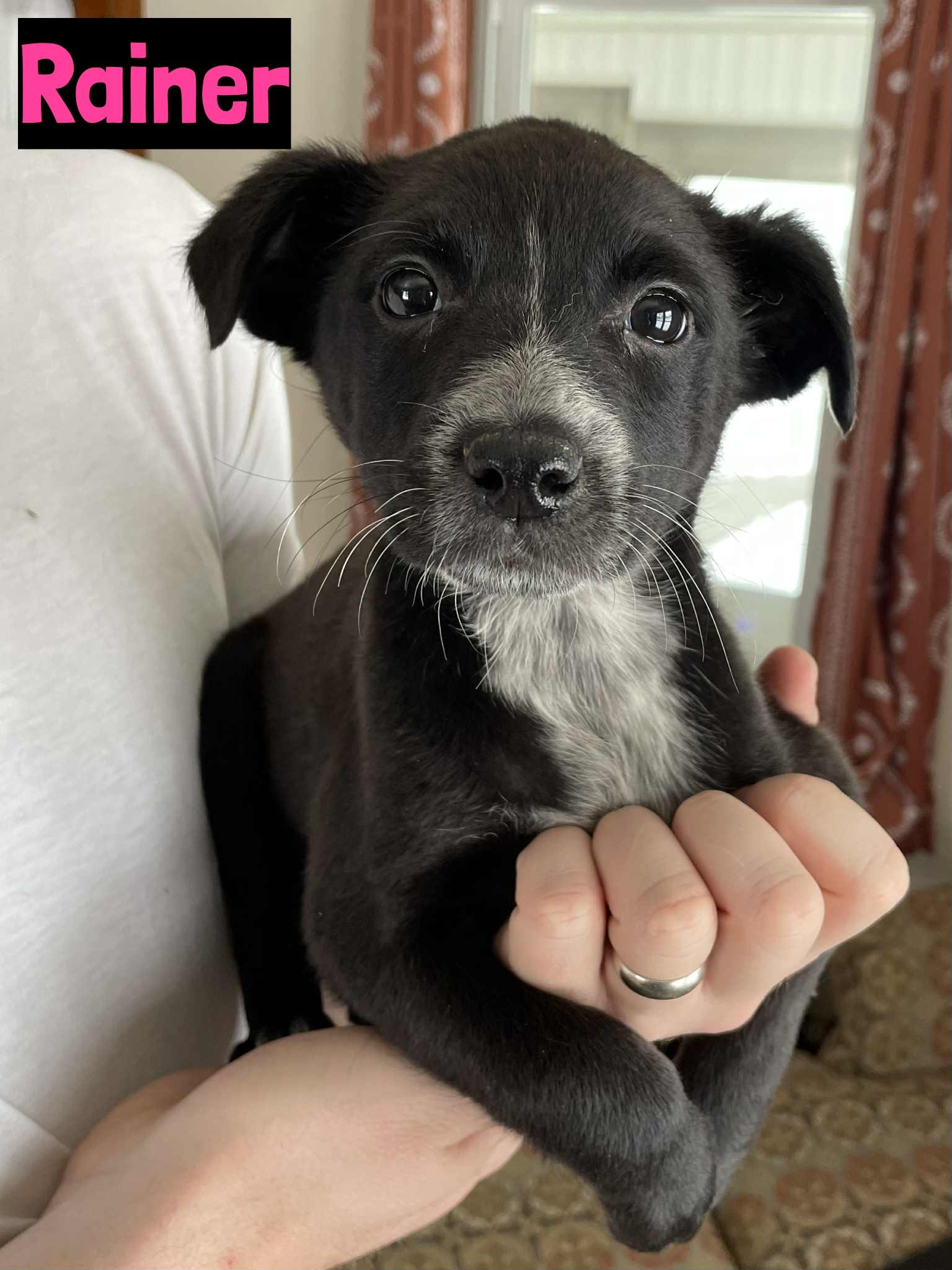 Rainer, ADOPTABLE, Puppy Female Cattle Dog.