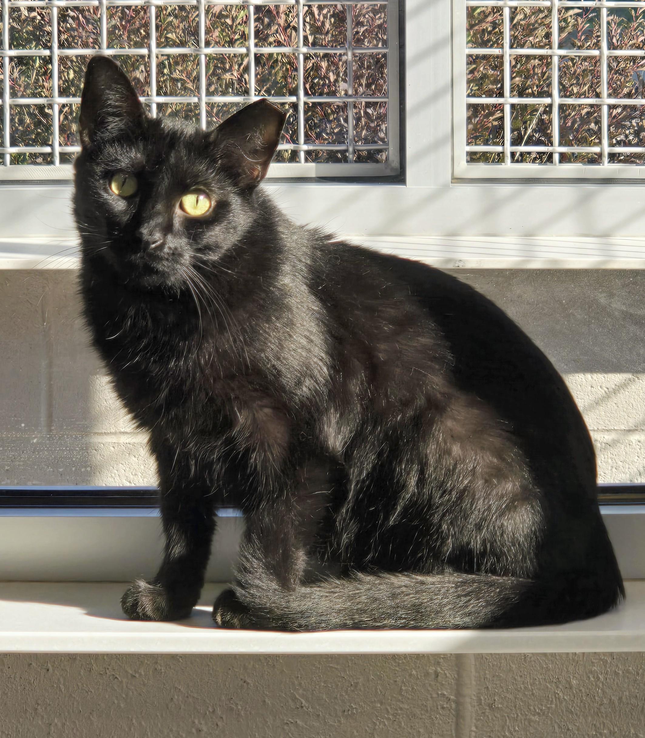 5-182 Princess Leia, Adoptable, Adult Female Domestic Short Hair.