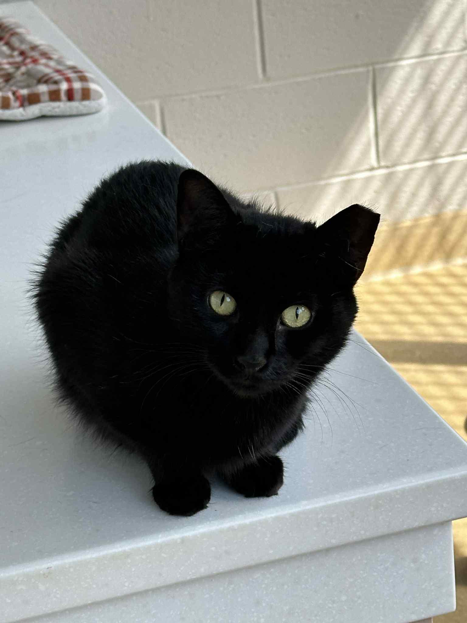 Enlarge 5-182 Princess Leia, a Adoptable mixed breed in Amityville, NY image 2/6