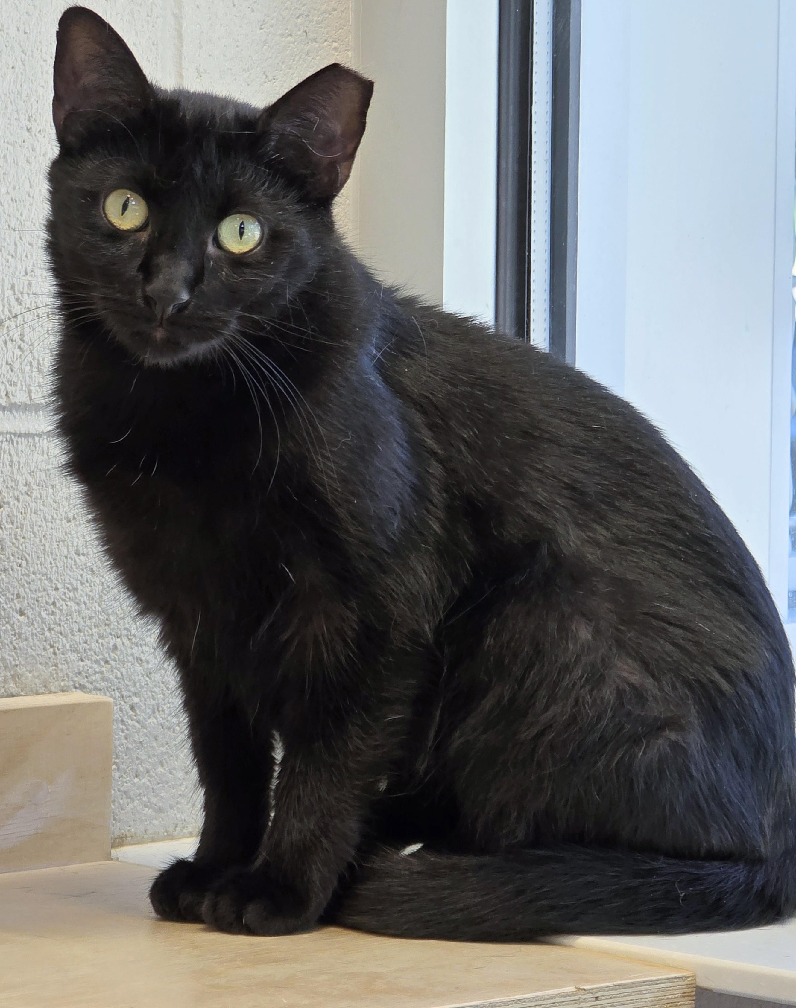 Enlarge 5-182 Princess Leia, a Adoptable mixed breed in Amityville, NY image 6/6