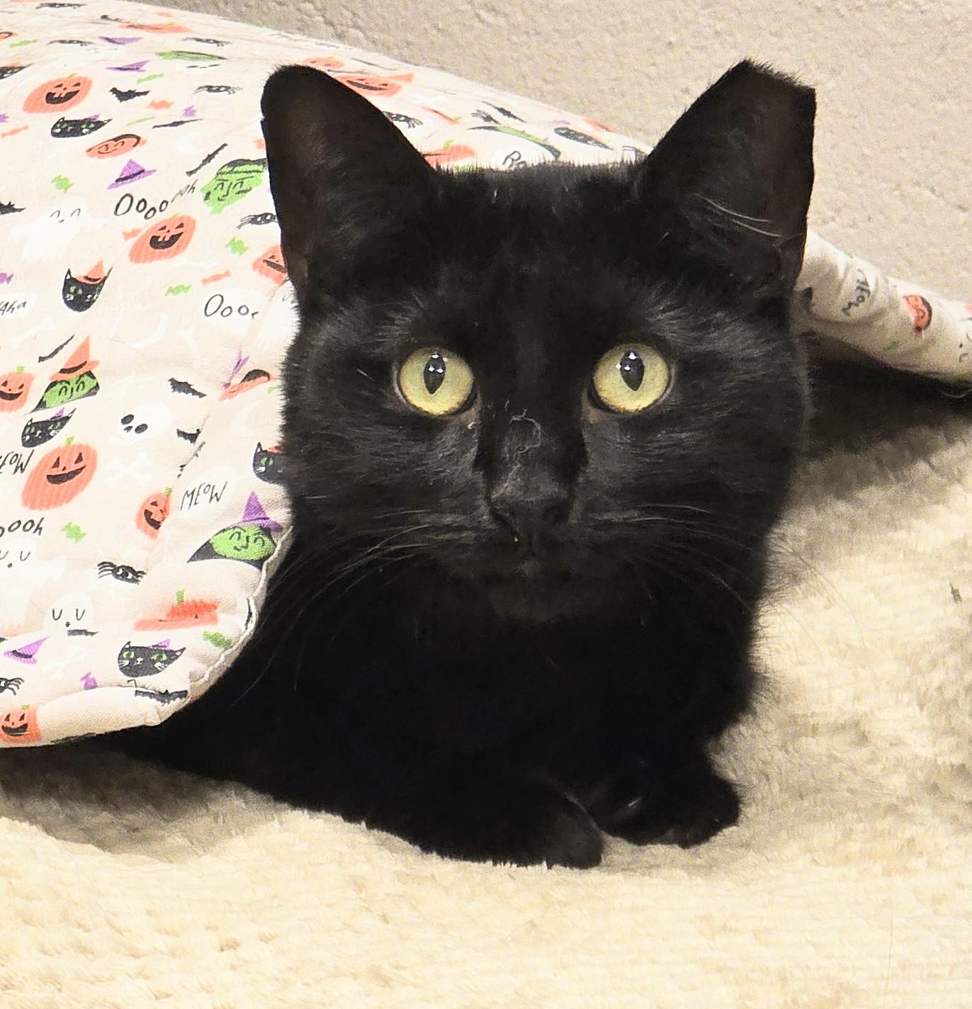 Enlarge 5-182 Princess Leia, a Adoptable mixed breed in Amityville, NY image 3/6