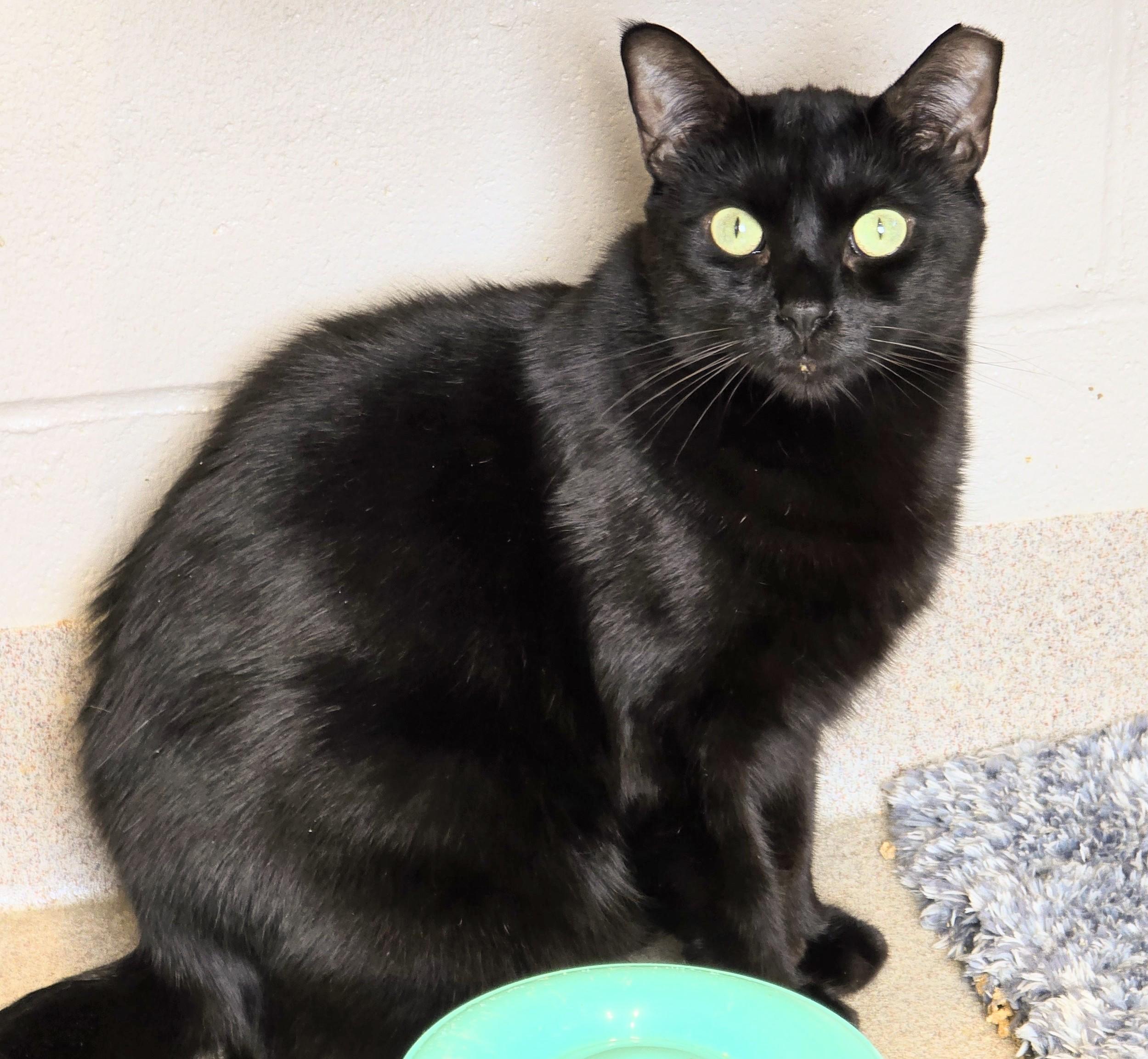 Enlarge 5-182 Princess Leia, a Adoptable mixed breed in Amityville, NY image 5/6