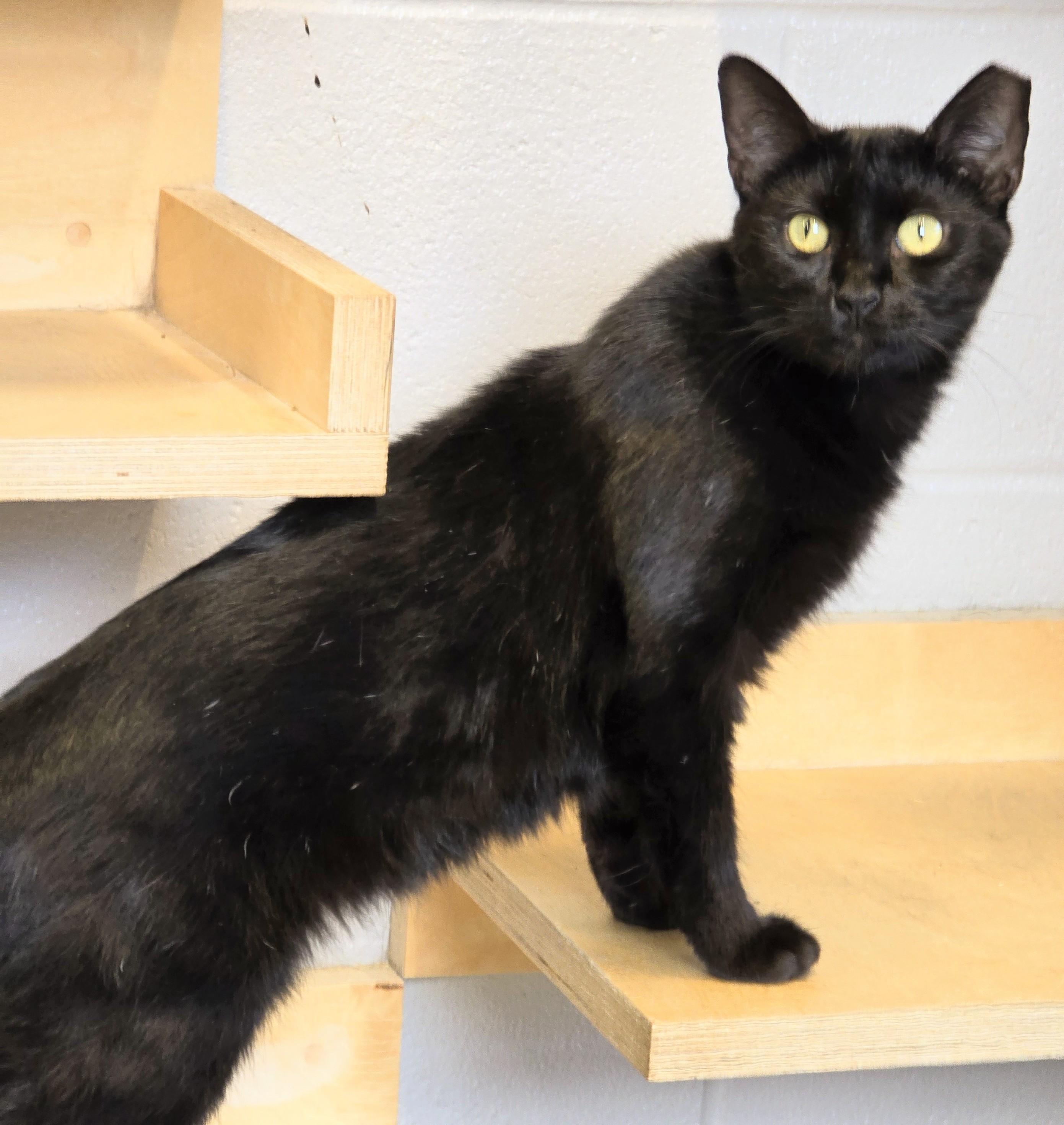 Enlarge 5-182 Princess Leia, a Adoptable mixed breed in Amityville, NY image 4/6