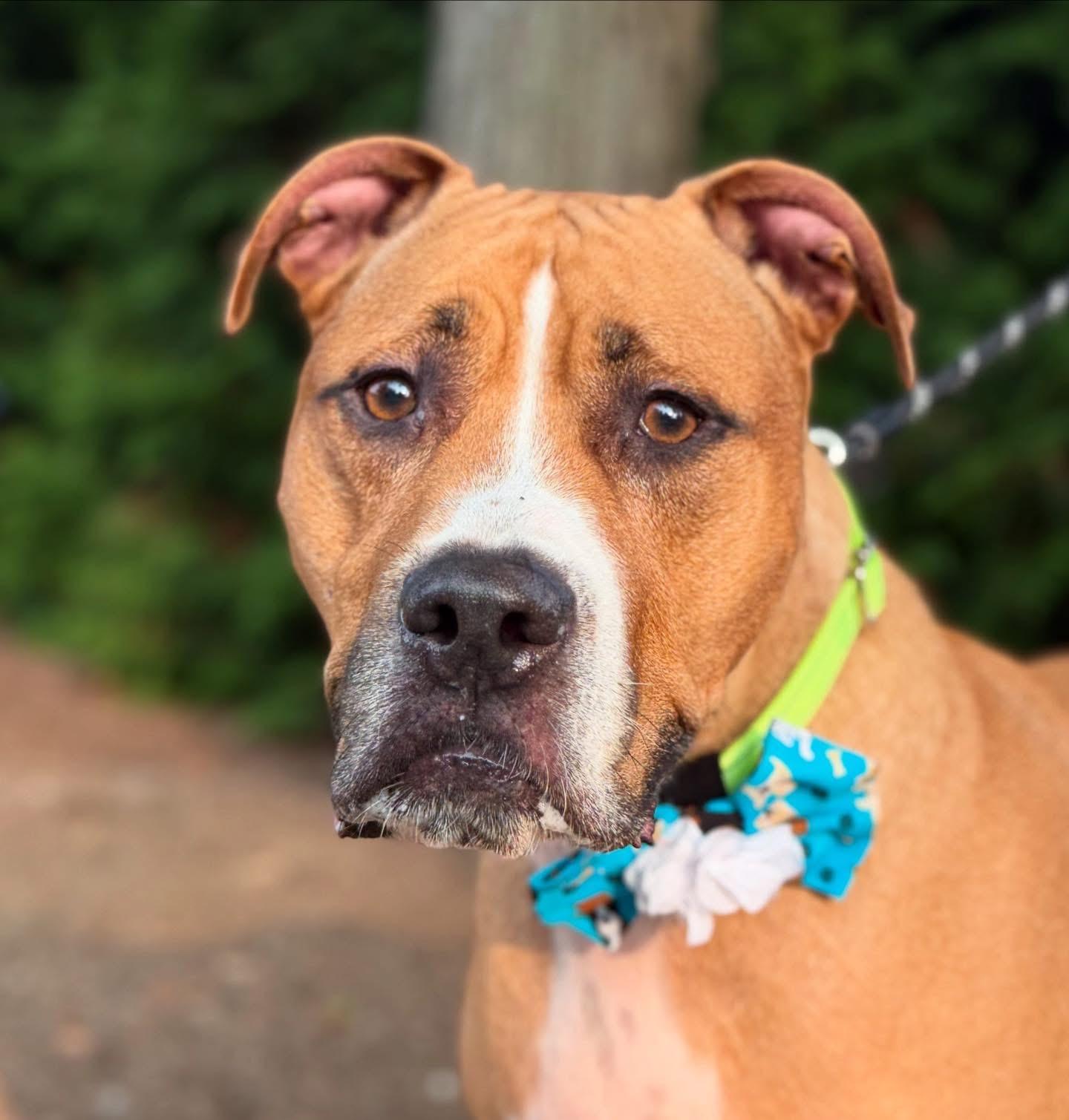 Mamba, an adopted mixed breed in Mendham, NJ image 2/3