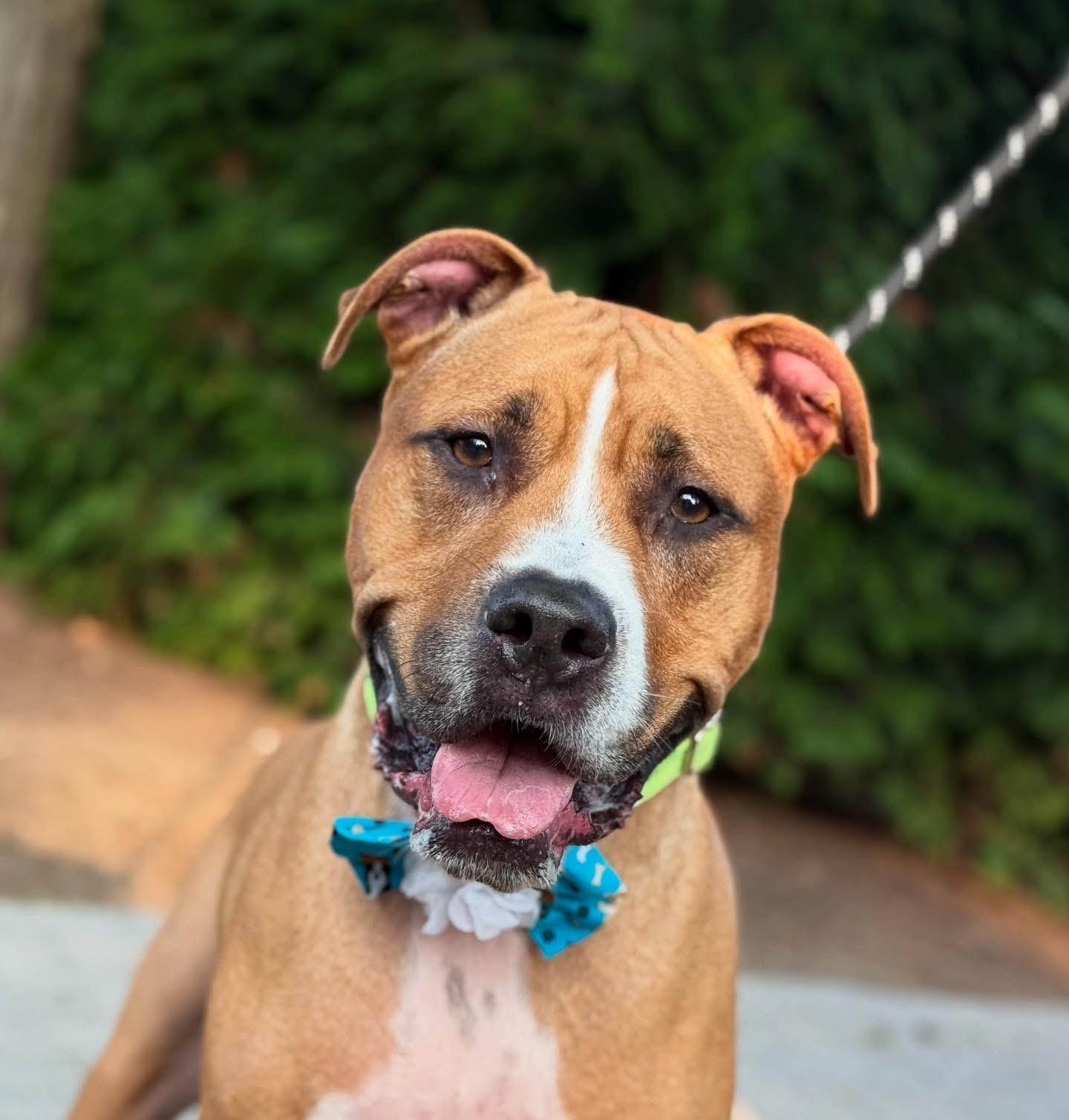 Mamba, an adopted mixed breed in Mendham, NJ image 1/3