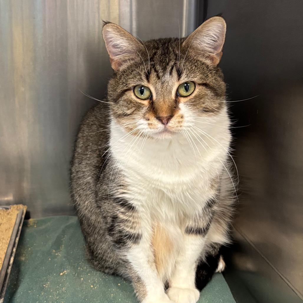 Bandito, Adoptable, Adult Male Domestic Short Hair.