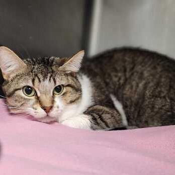 Bandito, Adoptable, Adult Male Domestic Short Hair.