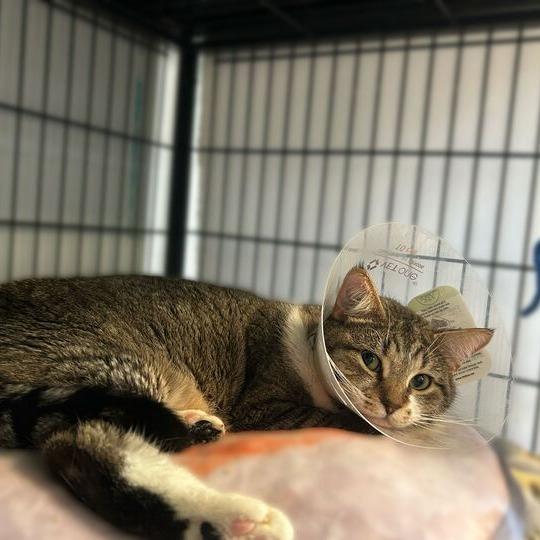 Enlarge Bandito, a Adoptable Domestic Short Hair in Davenport, IA image 3/4